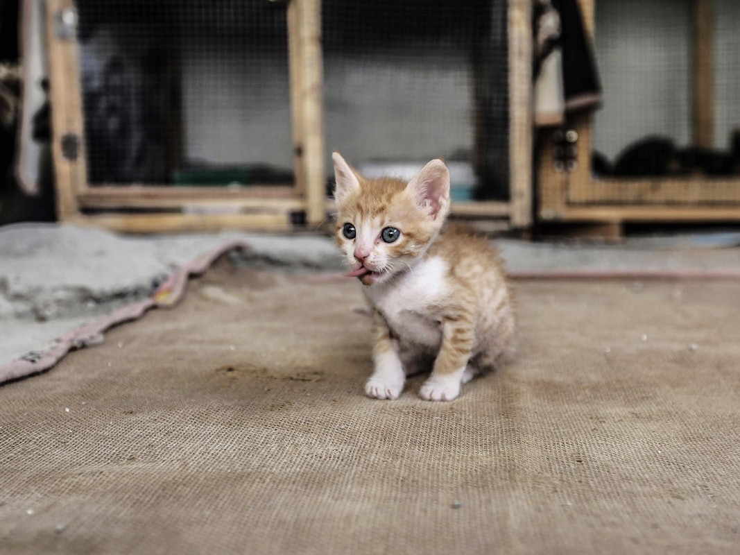 Eine kleine Katze sitzt auf dem Boden.