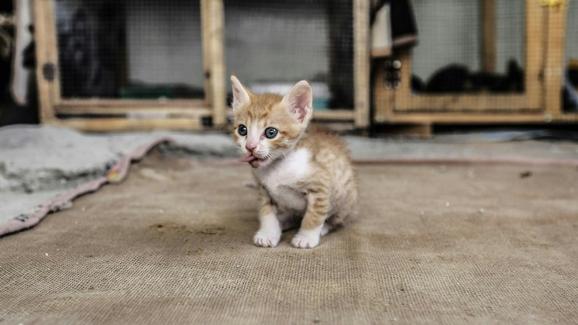 Eine kleine Katze sitzt auf dem Boden.