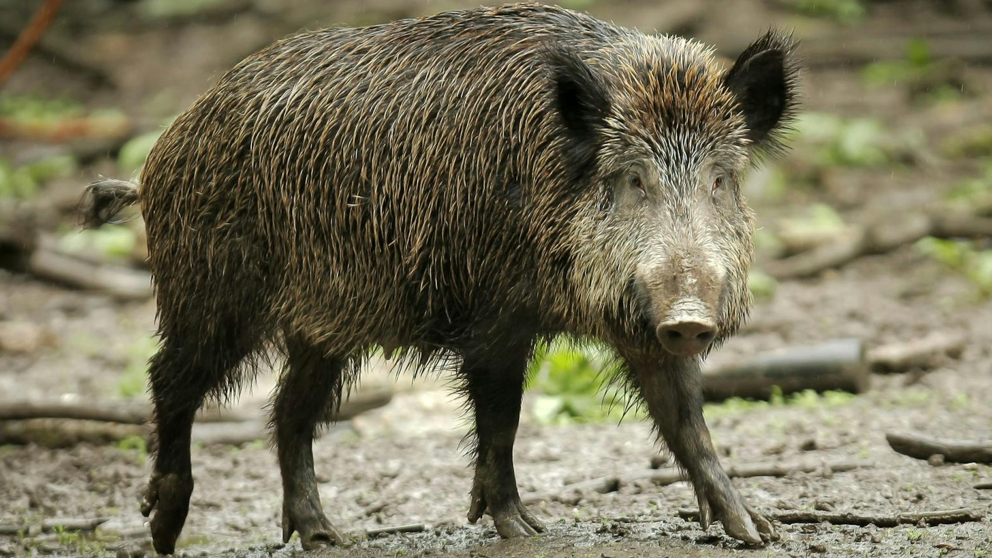 Ein Wildschwein