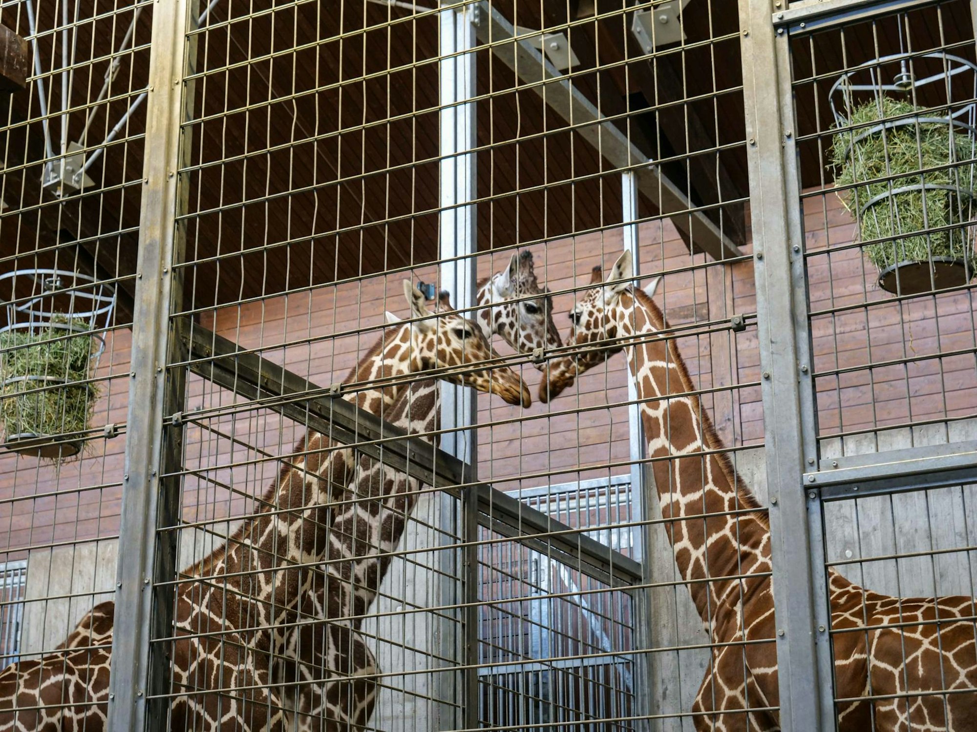 Giraffen_Stuttgart_2