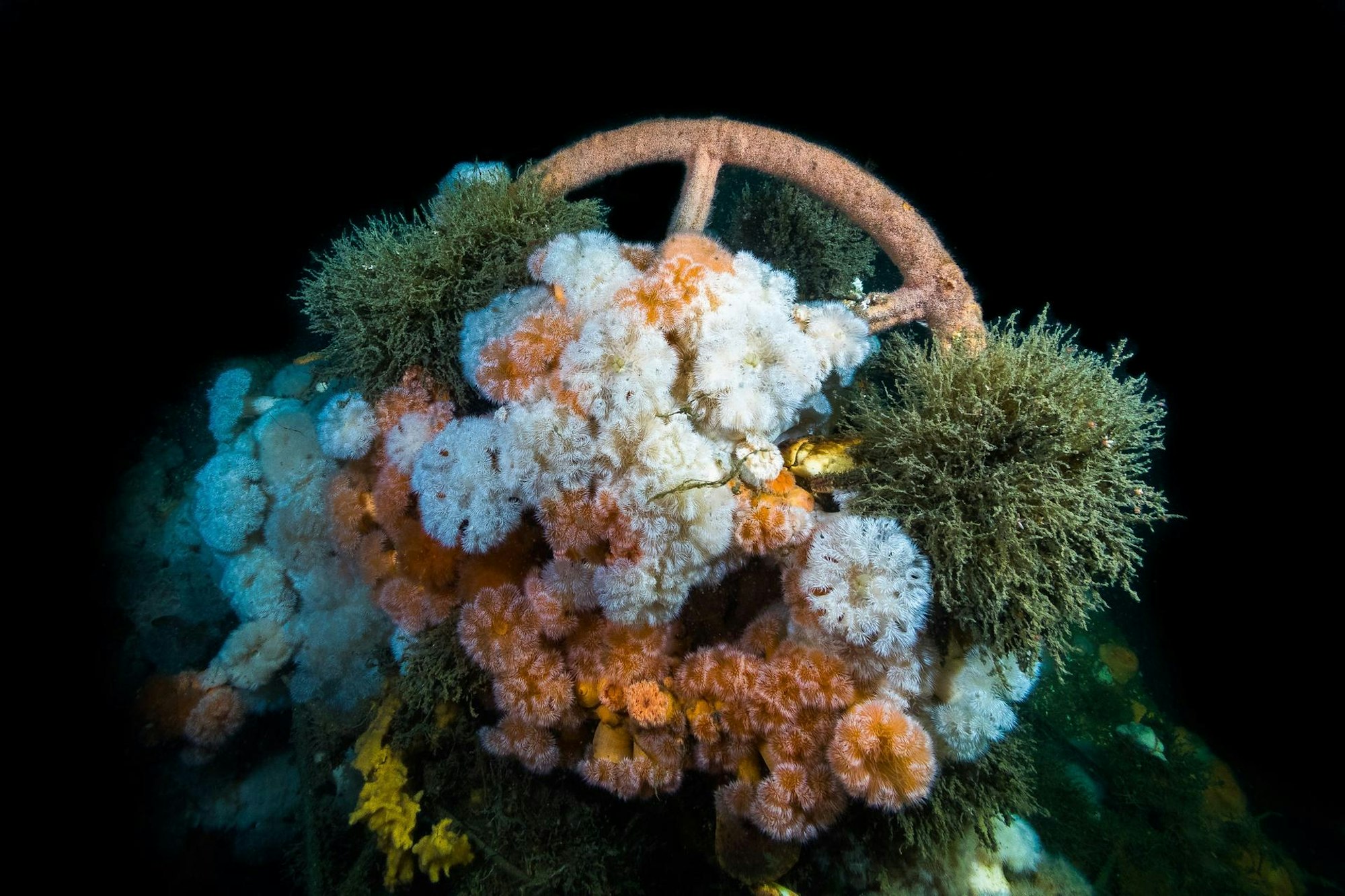 Bewachsenes Rad Torpedoboot V 187 - Florian Huber