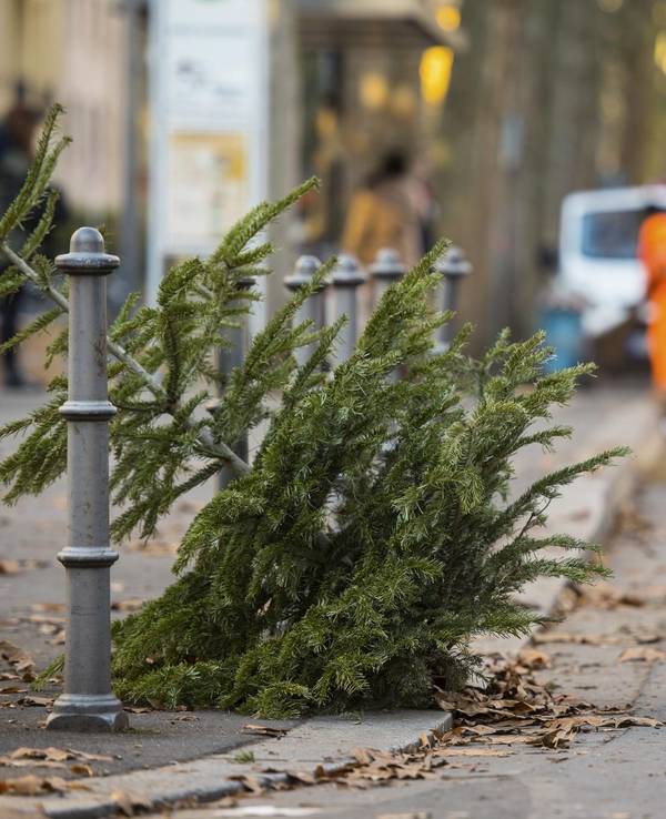 Weihnachtsbaum entsorgen