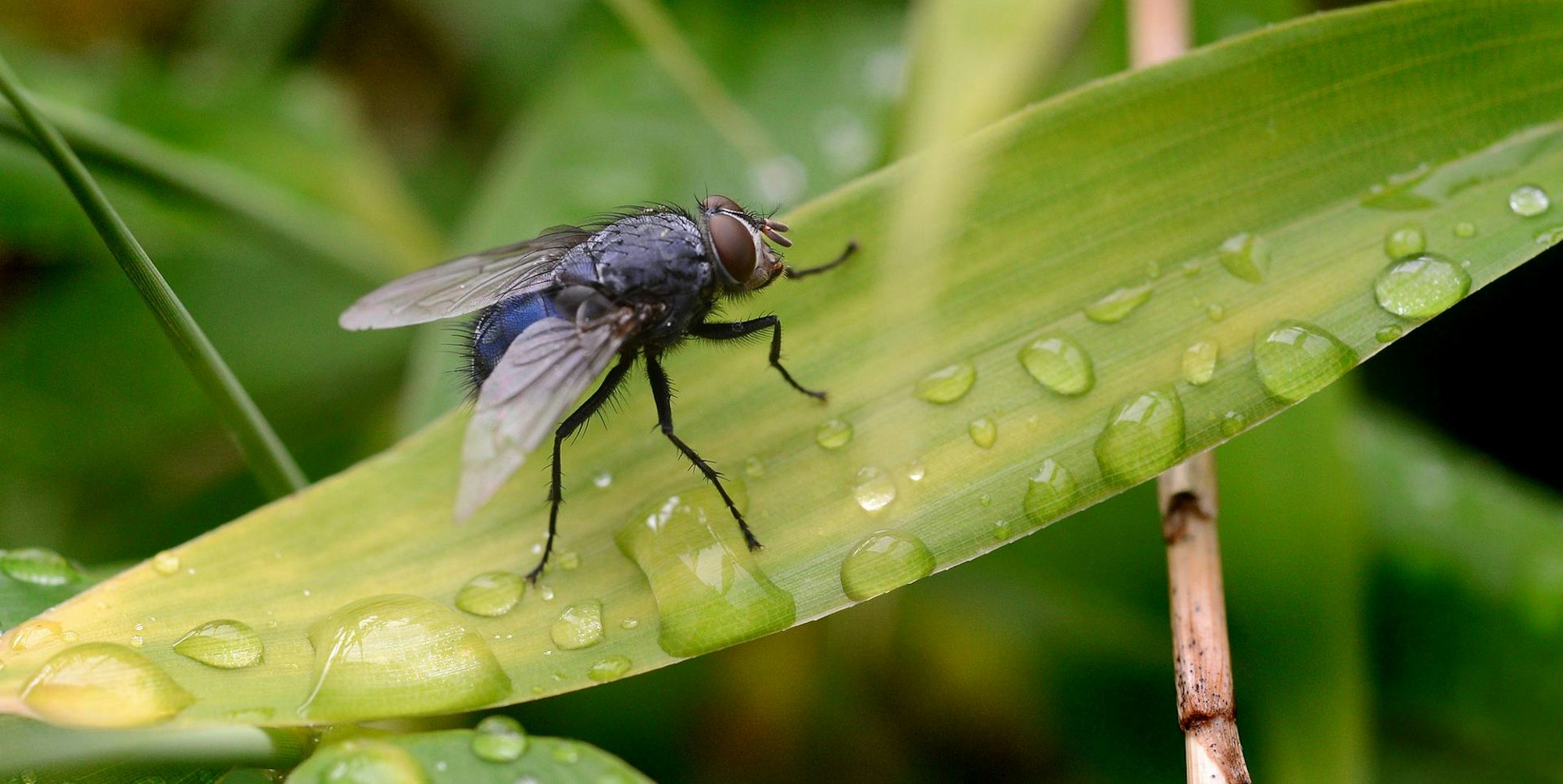 Fliege_Blatt