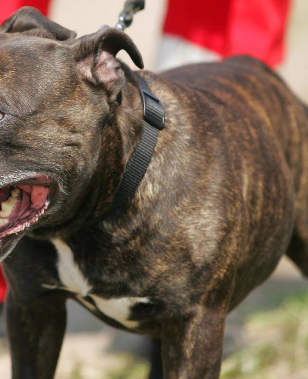 Ein Staffordshire Bullterrier