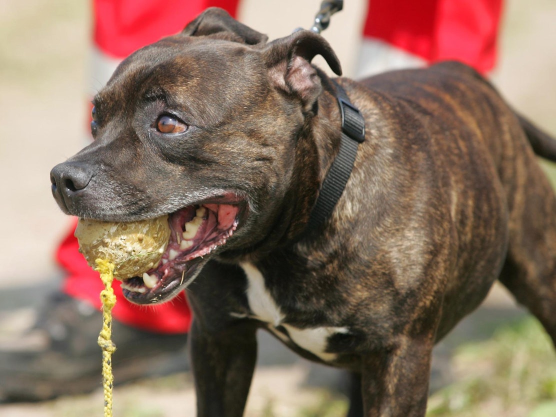 Ein Staffordshire Bullterrier