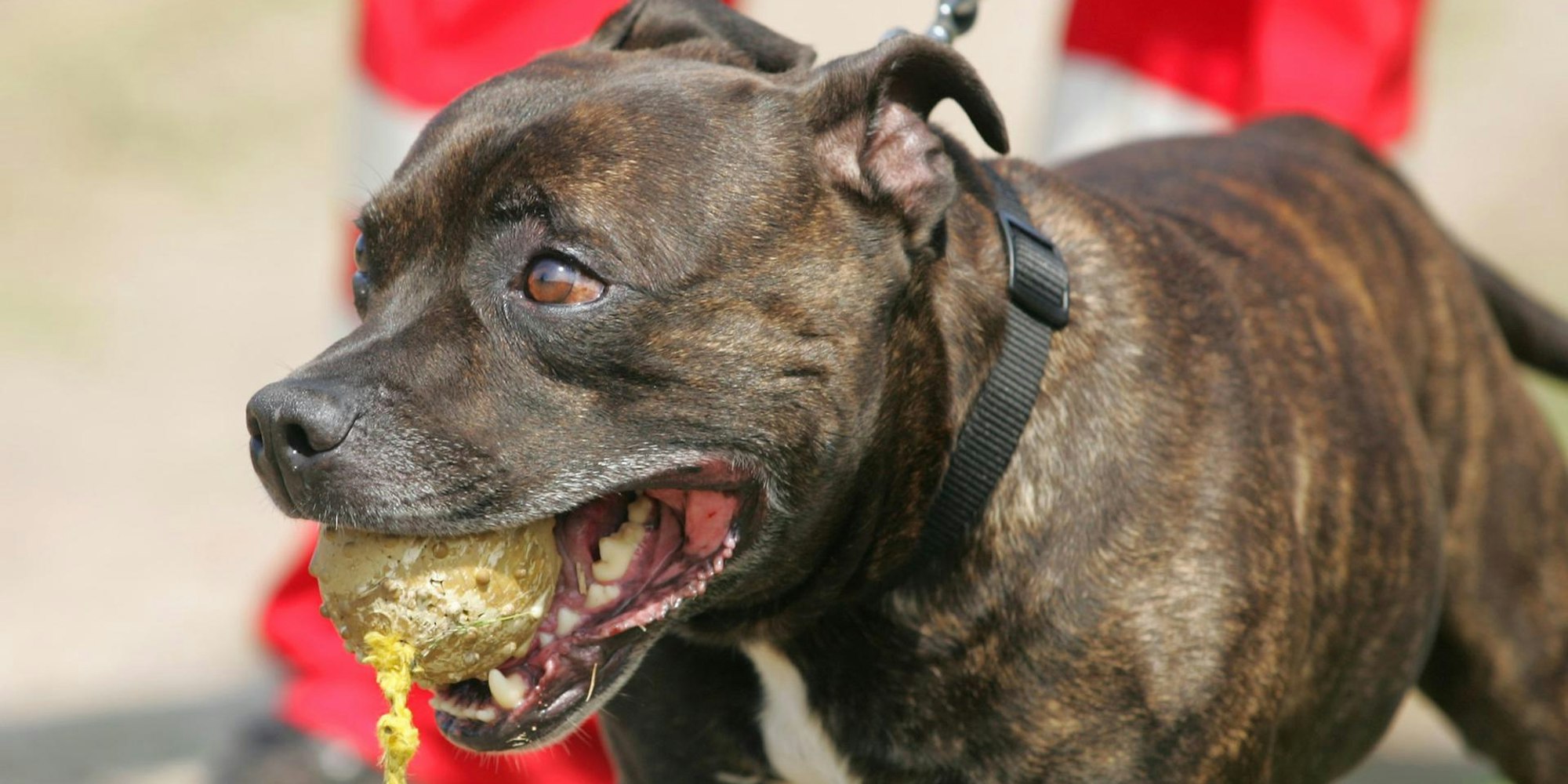 Ein Staffordshire Bullterrier