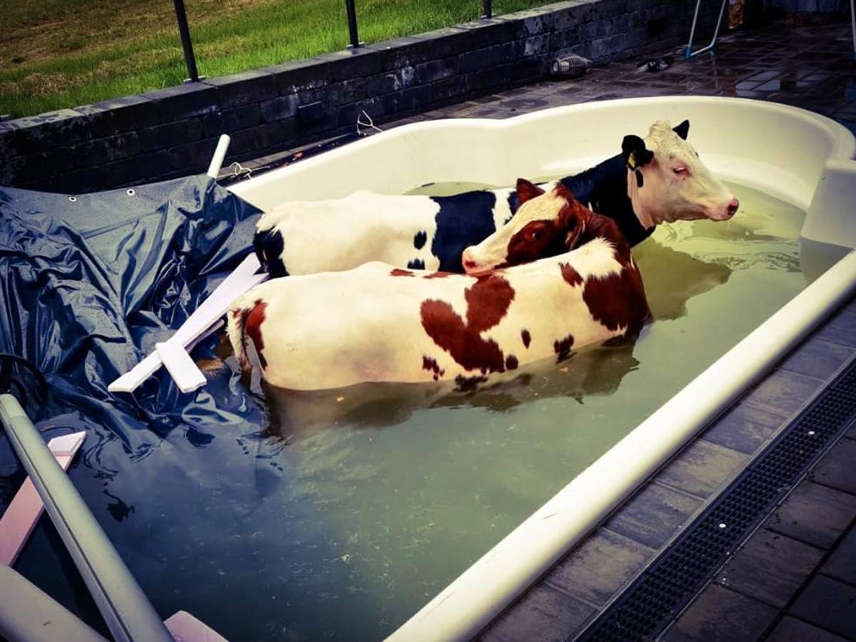 Kuh im Pool