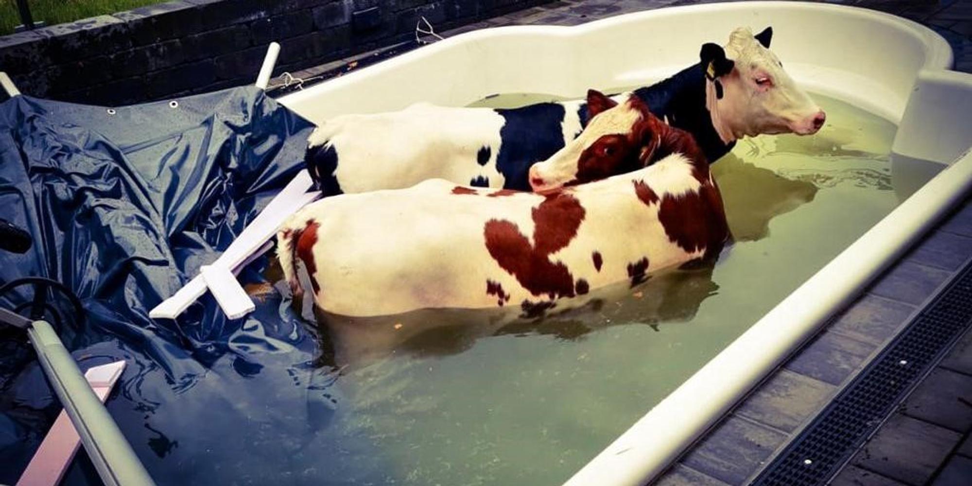 Kuh im Pool