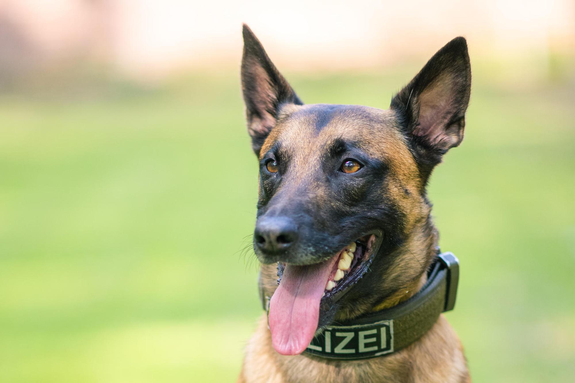 Polizeihund