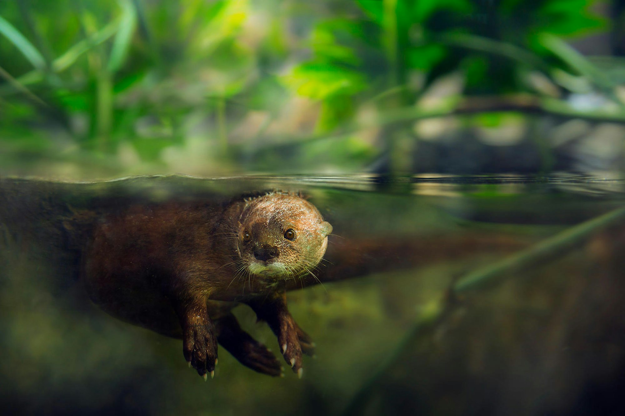 Otter_14022020
