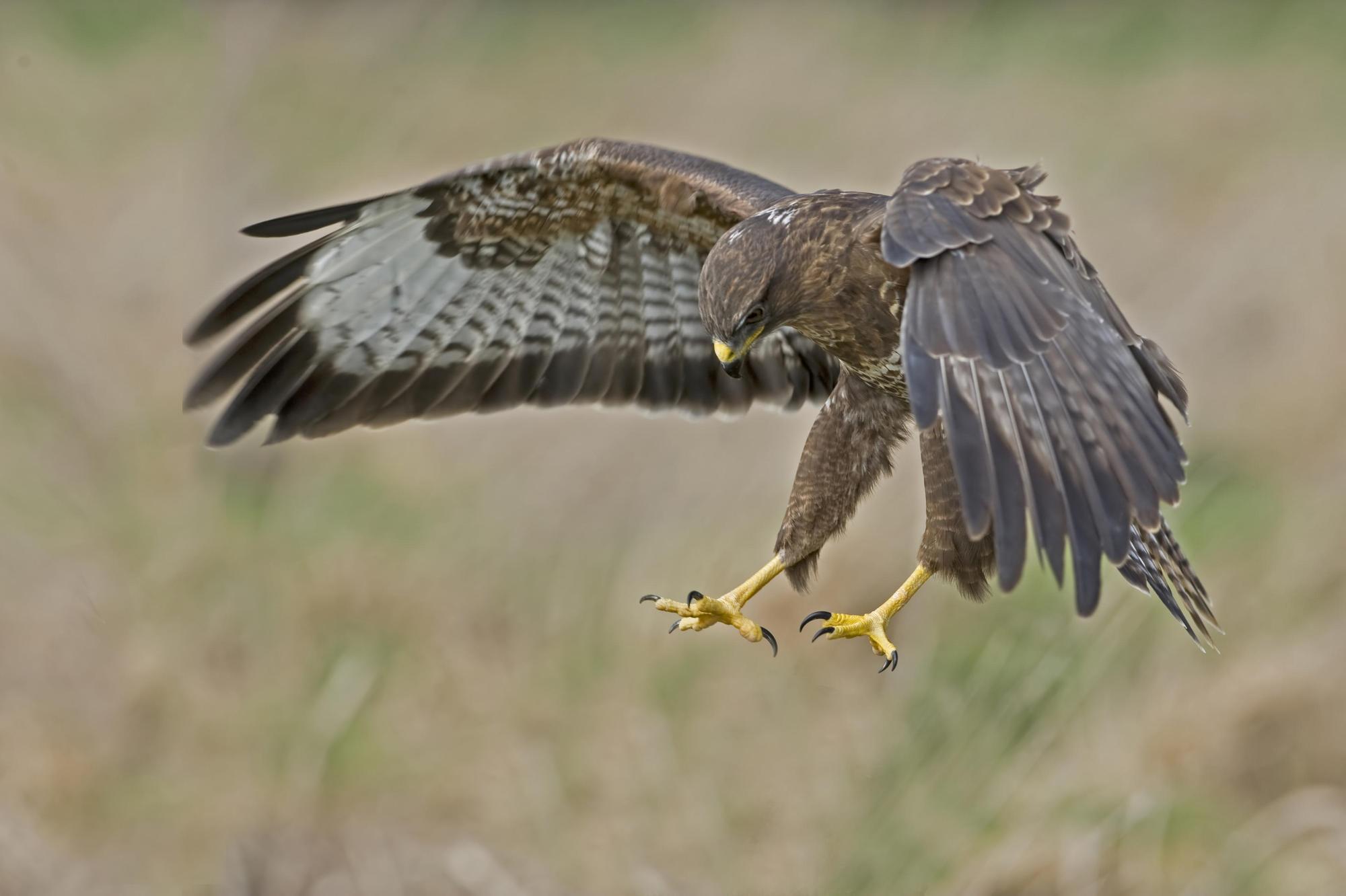 Bussard Tier