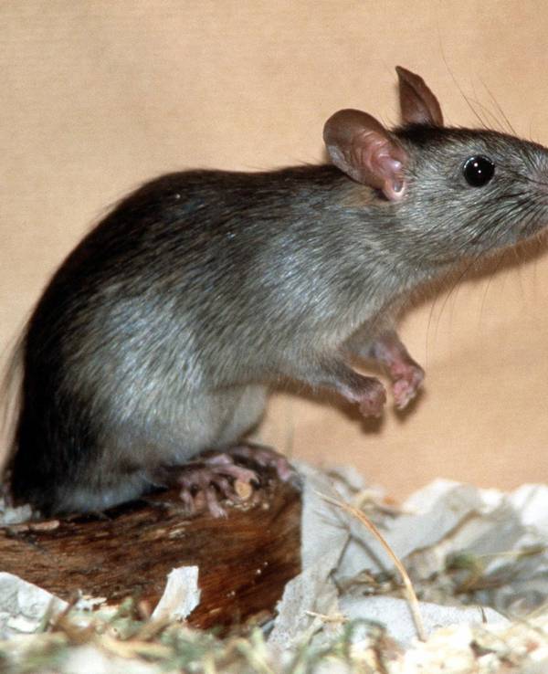 Eine Ratte hat sich auf die Hinterbeine gestellt.
