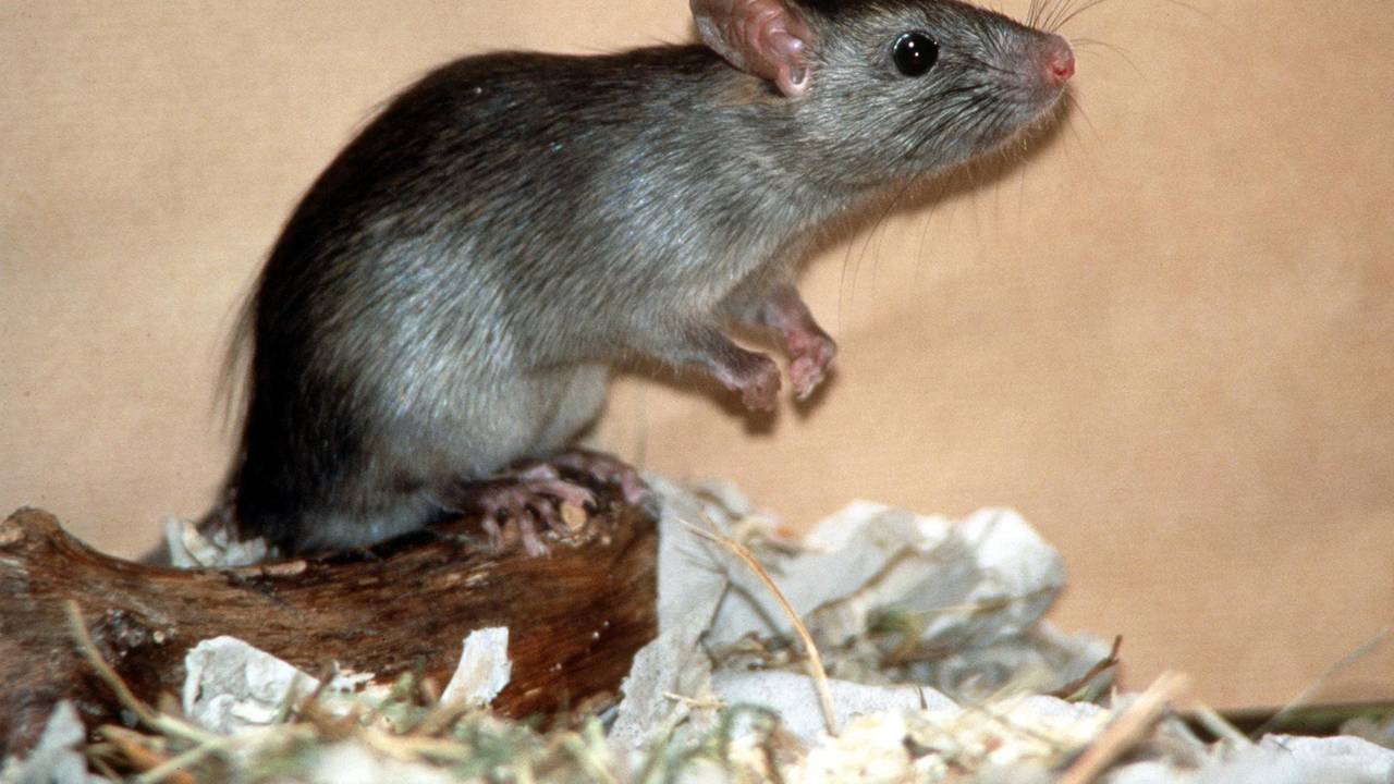 Eine Ratte hat sich auf die Hinterbeine gestellt.