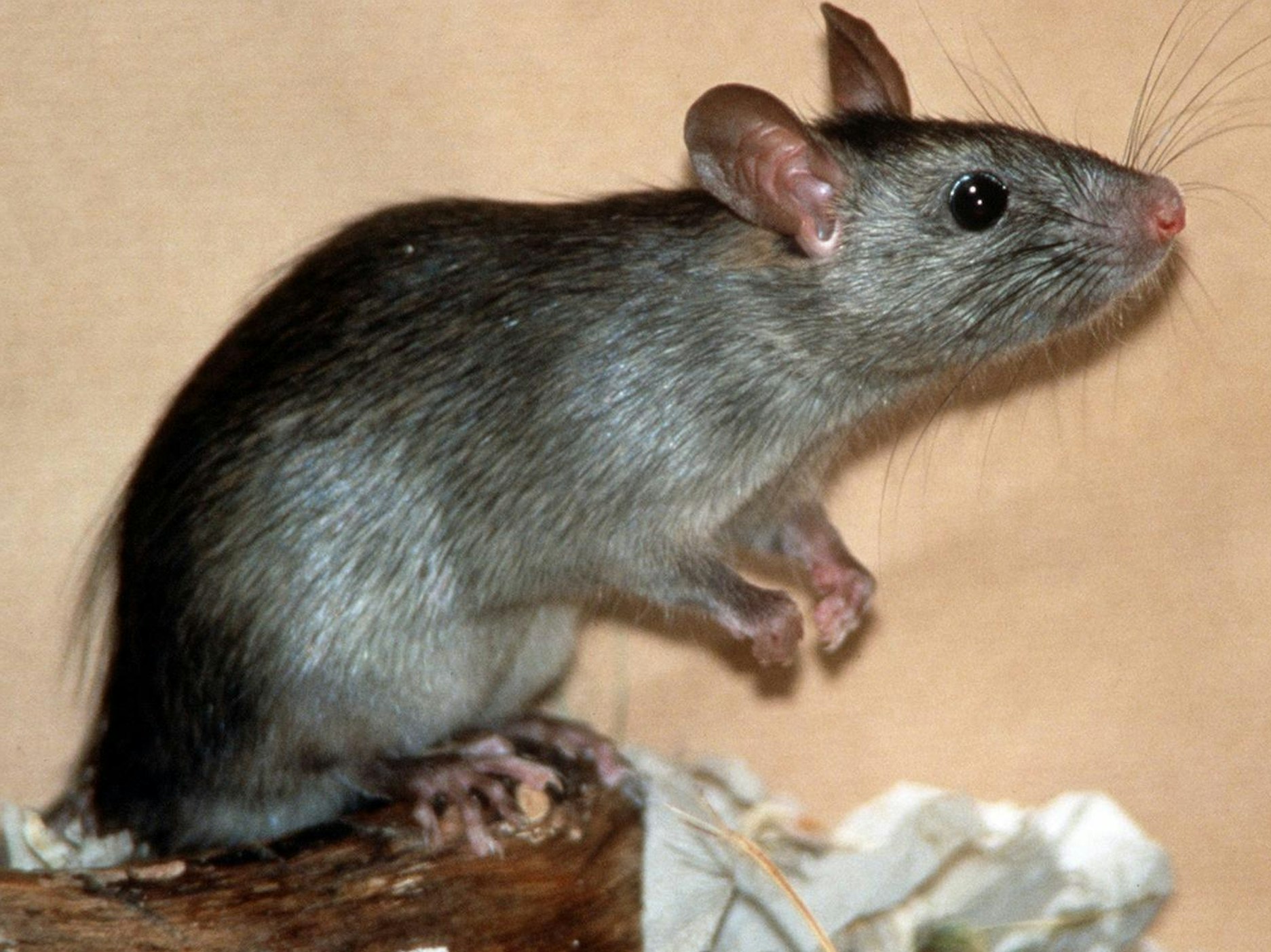 Eine Ratte hat sich auf die Hinterbeine gestellt.