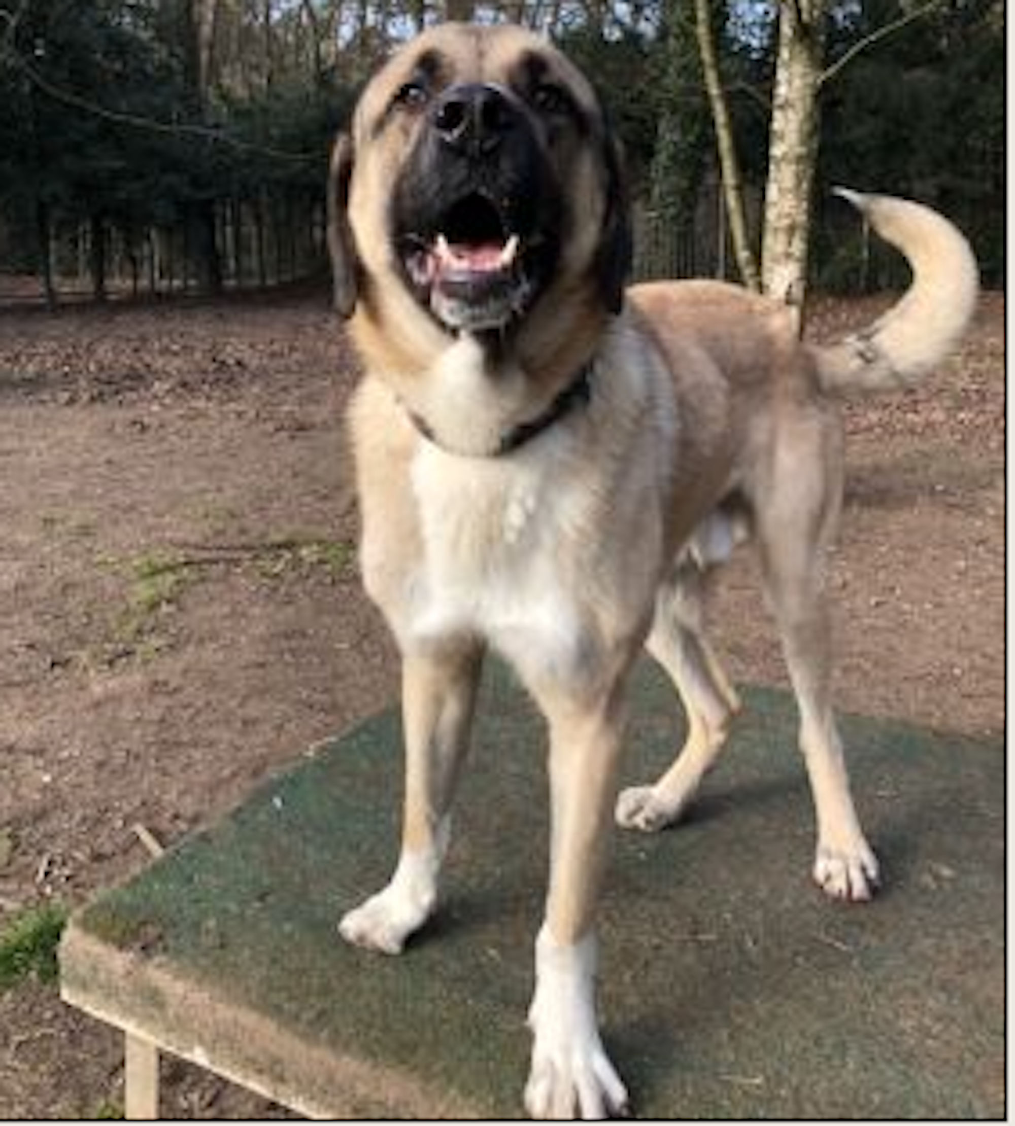 Tierheimhund Richie aufgepäppelt