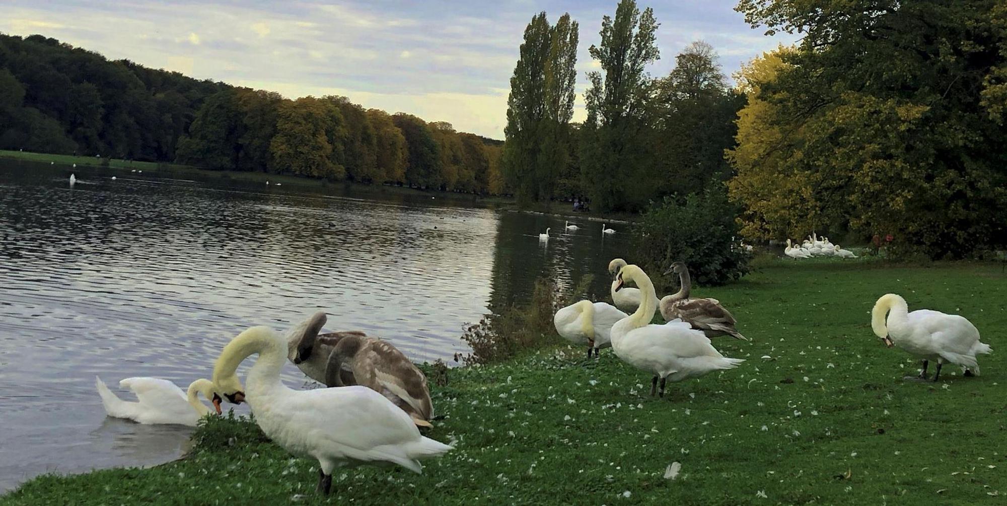 Schwan3