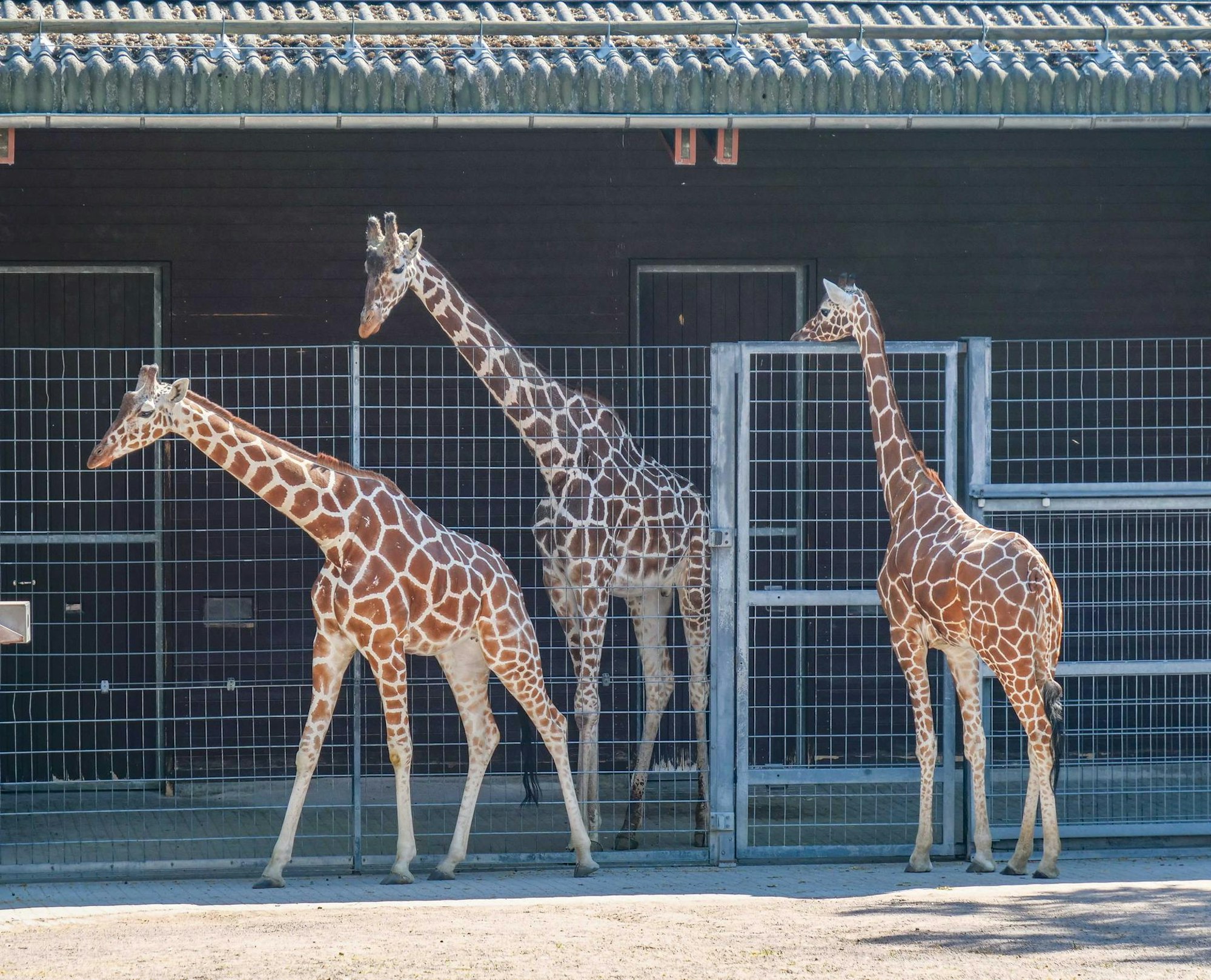 Giraffen_Stuttgart_1