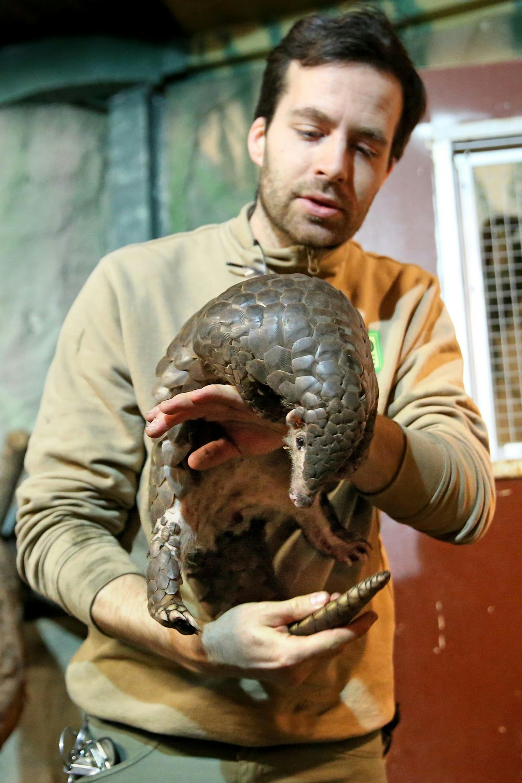 Pangolin_Leipzig