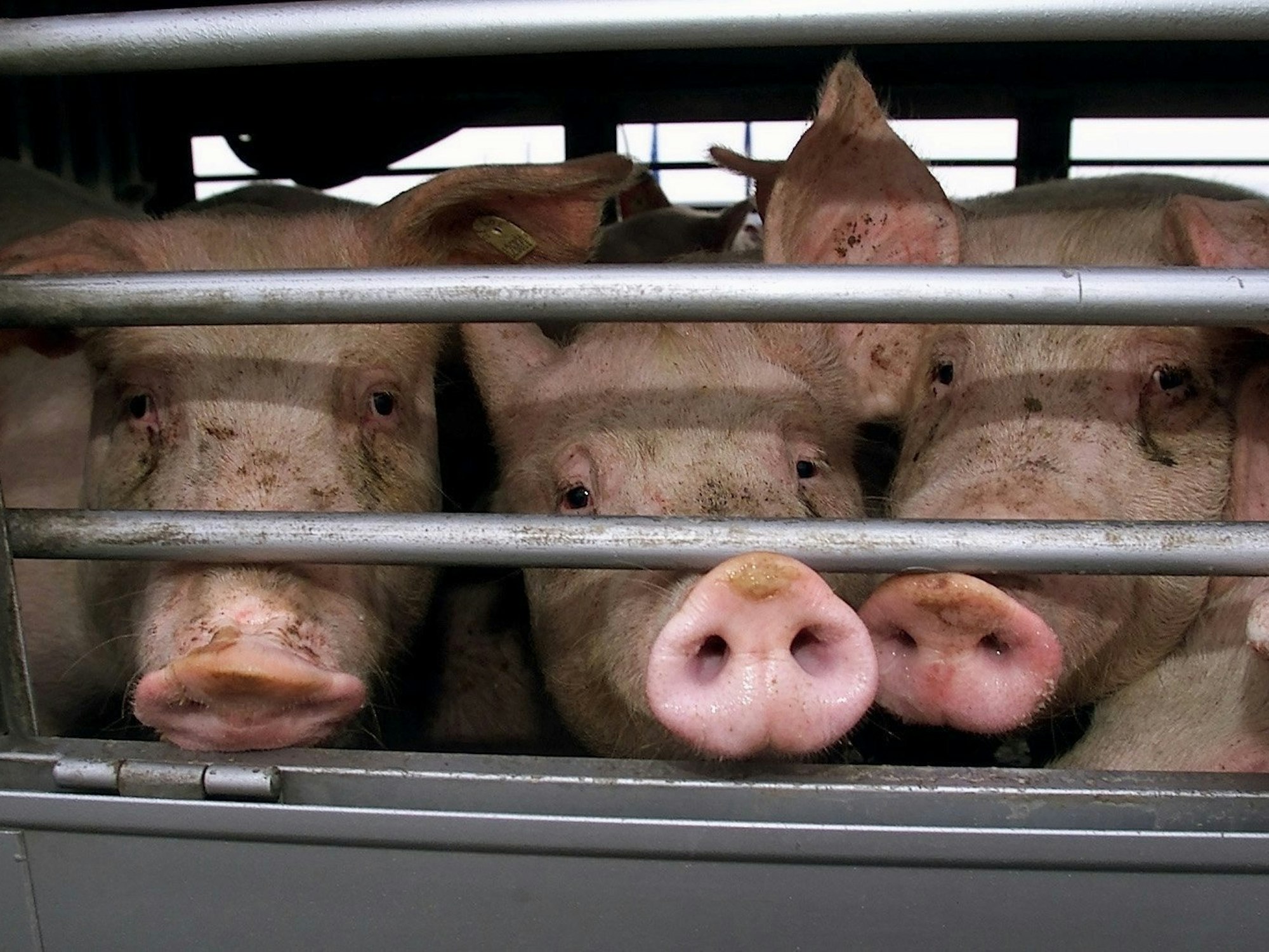 Drei Schweine stecken ihre Nasen durch das Gitter eines Transporters.