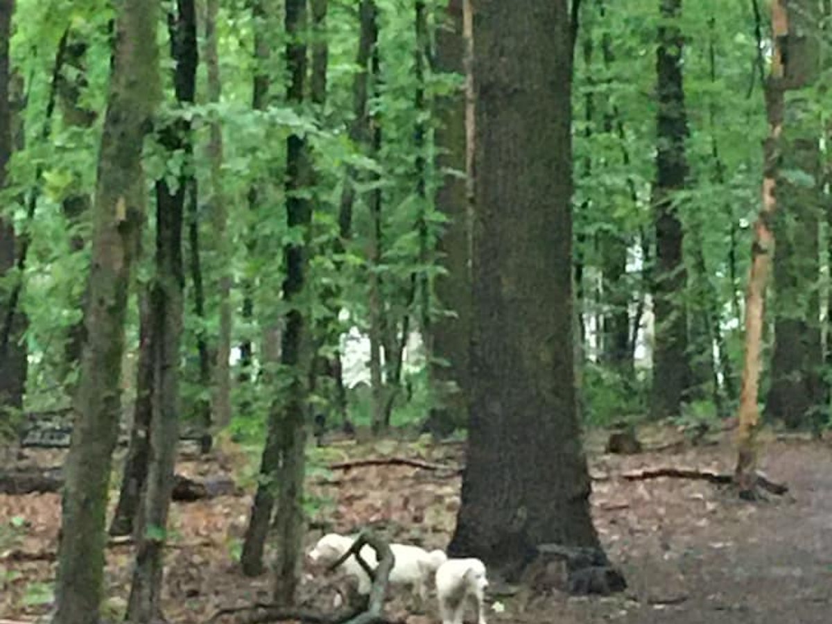 Welpen ausgesetzt im Wald