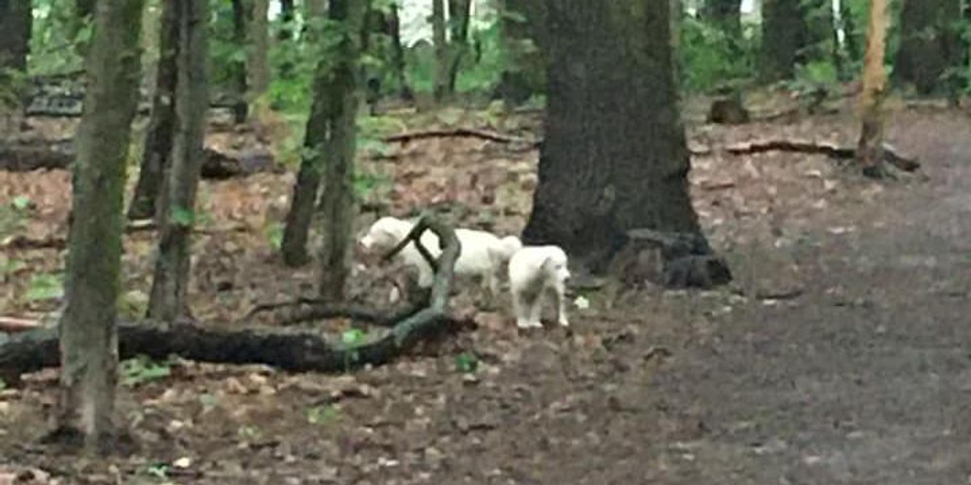 Welpen ausgesetzt im Wald