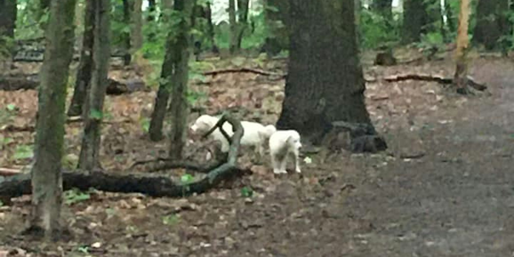 Welpen ausgesetzt im Wald
