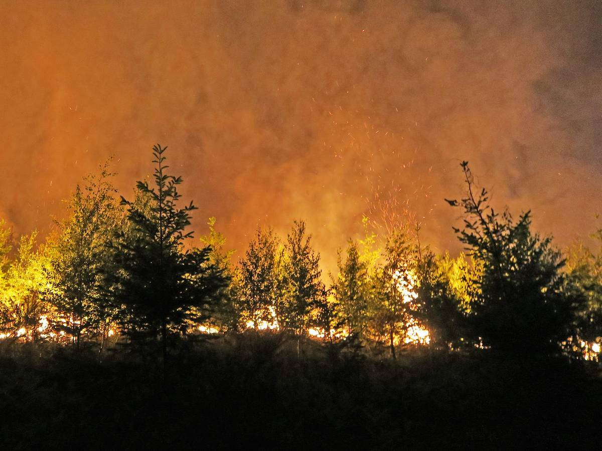Zwischen Bäumen lodern Flammen und Qualm steigt auf.