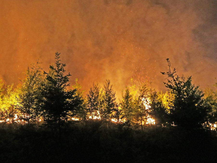 Zwischen Bäumen lodern Flammen und Qualm steigt auf.