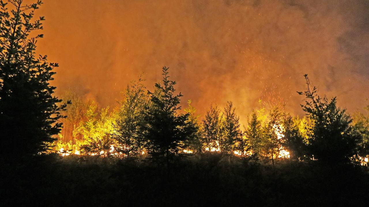 Zwischen Bäumen lodern Flammen und Qualm steigt auf.