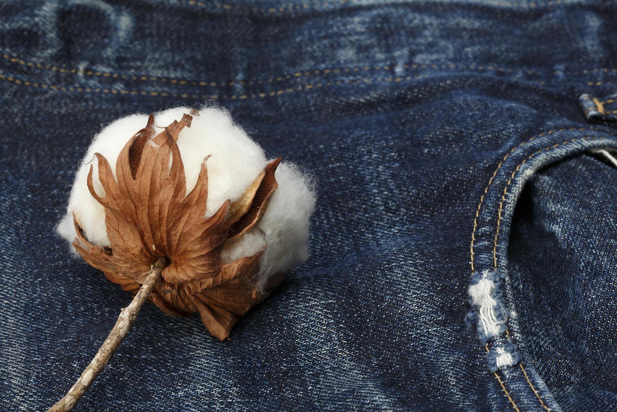 Baumwolle_Jeans