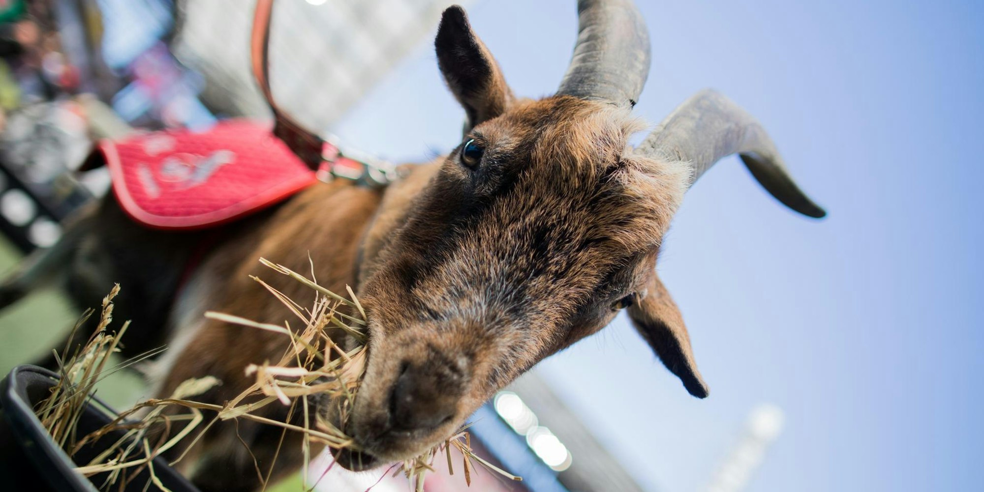 Geissbock_Hennes_VIII