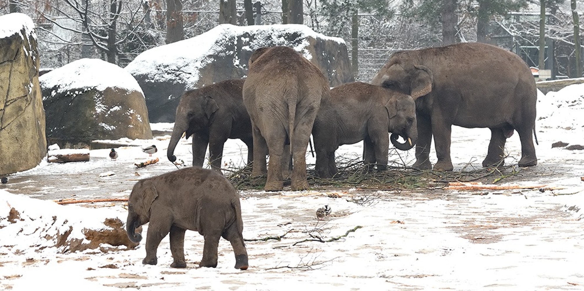Die Elefantenherde im Kölner Zoo erkundet das schneebedeckte Außengehege