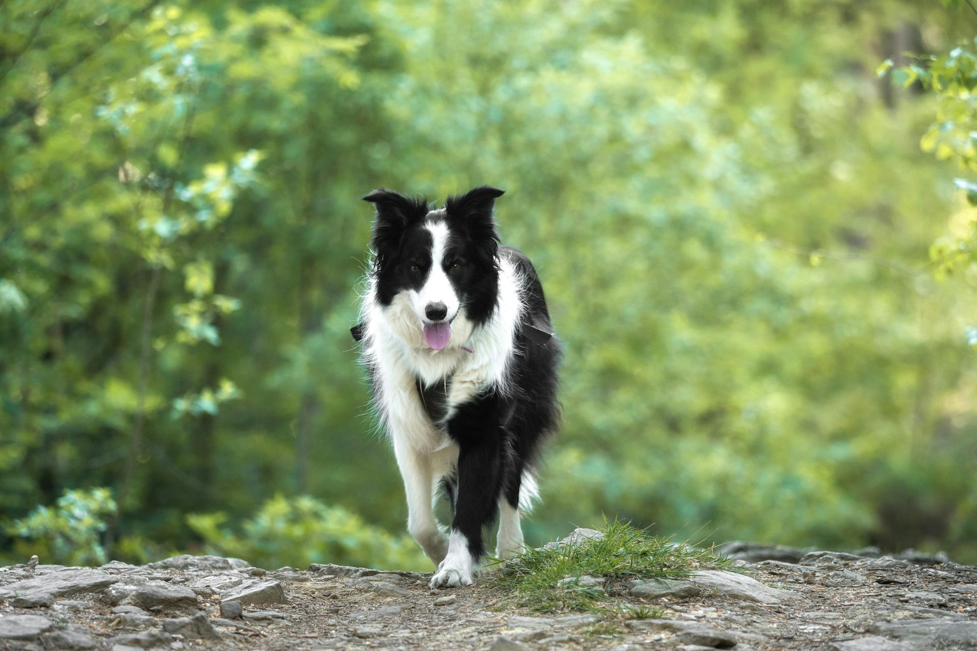 Border-Collie_Symbol
