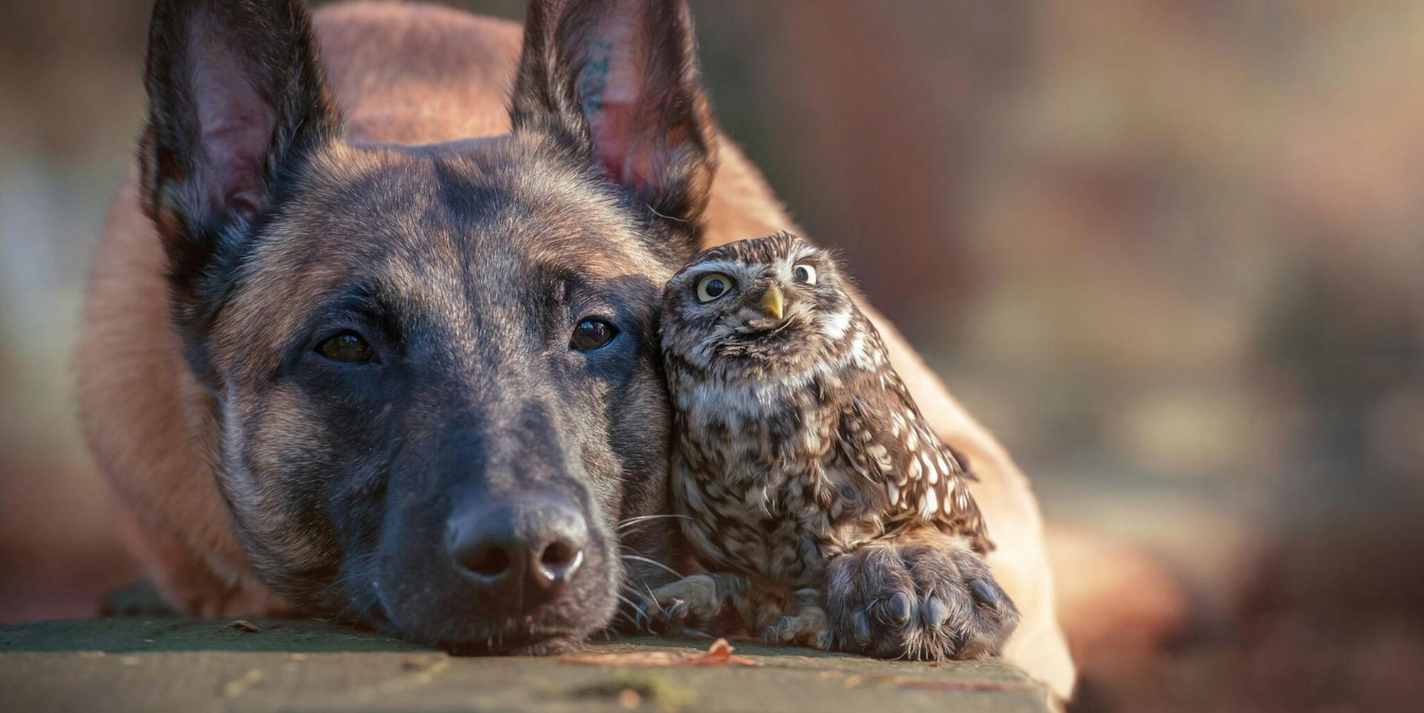 ingo und poldi kuscheln teaser