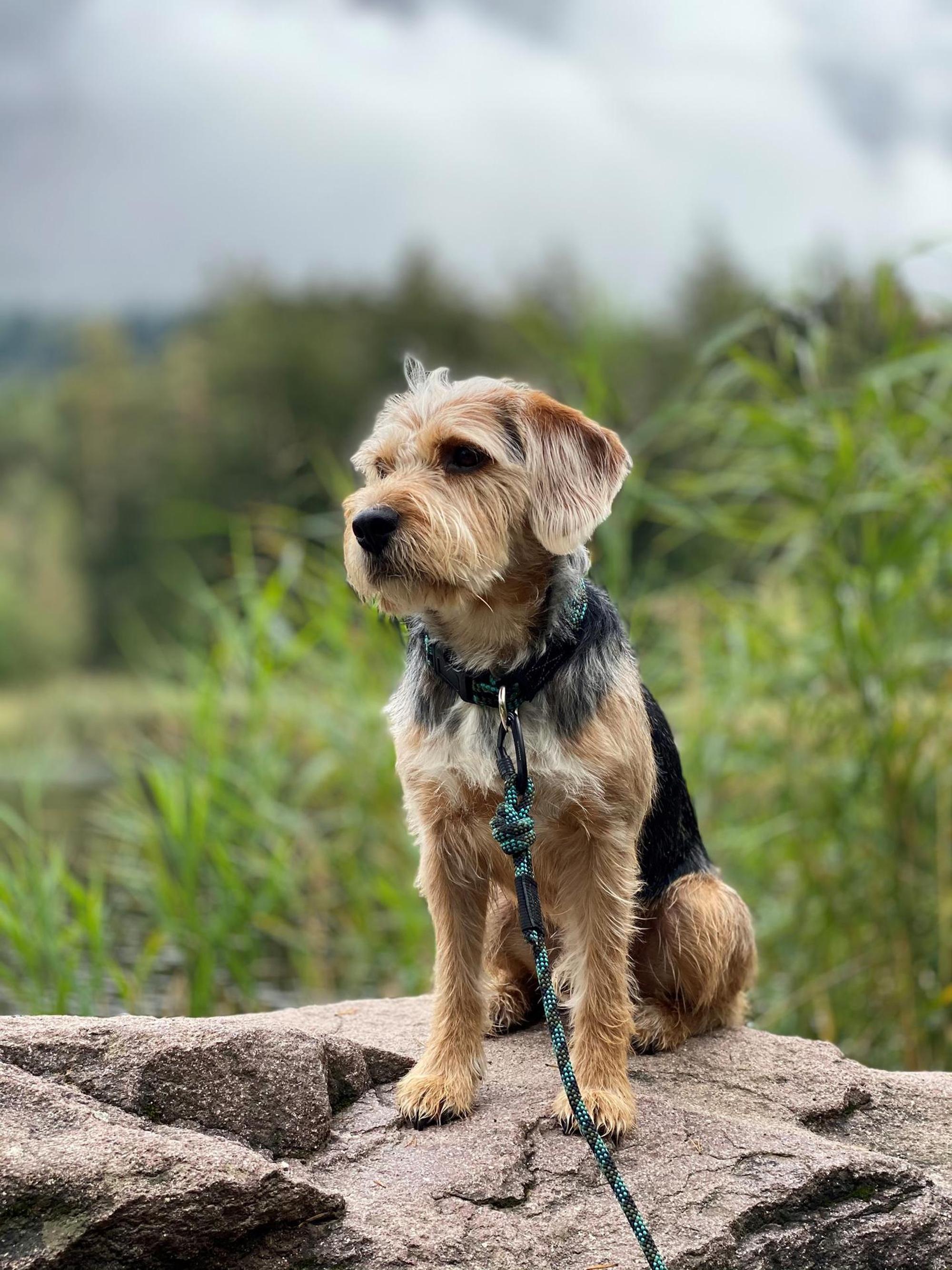 Confetti_Hund