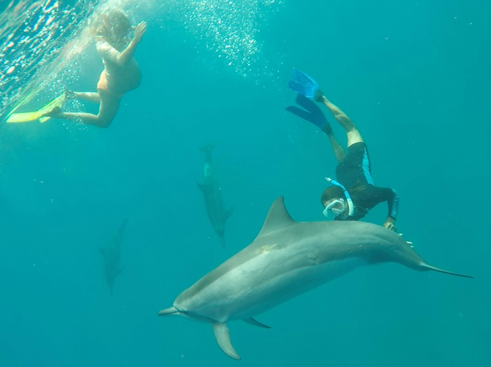 Dorina Maika Dolphins1