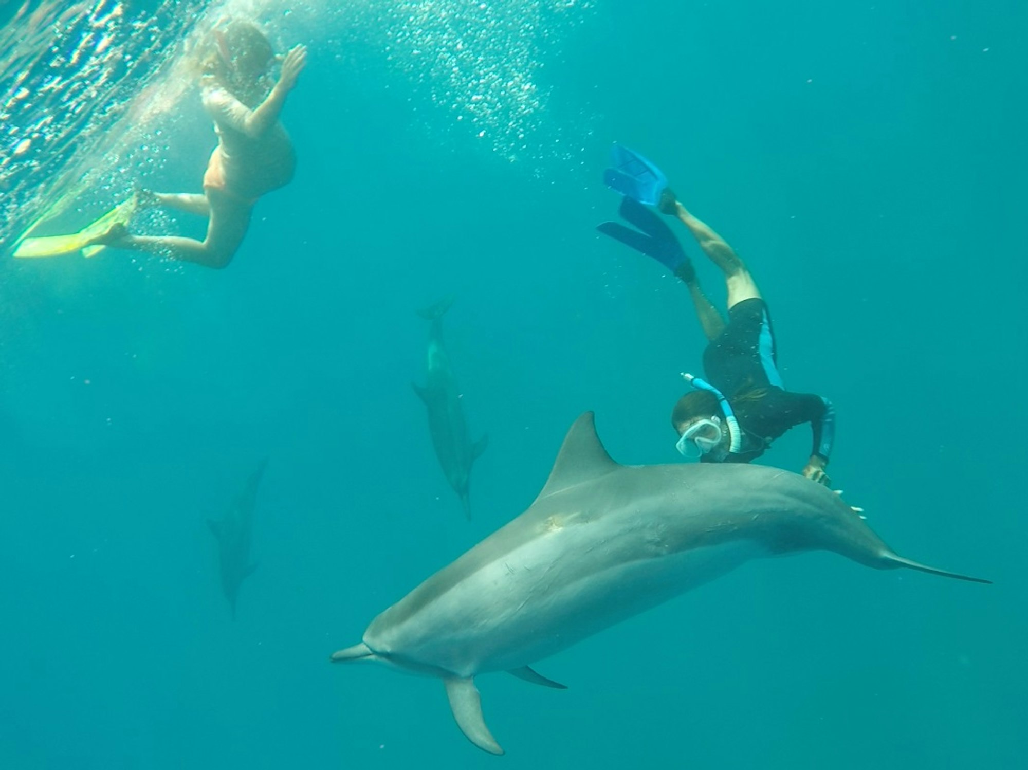 Dorina Maika Dolphins1