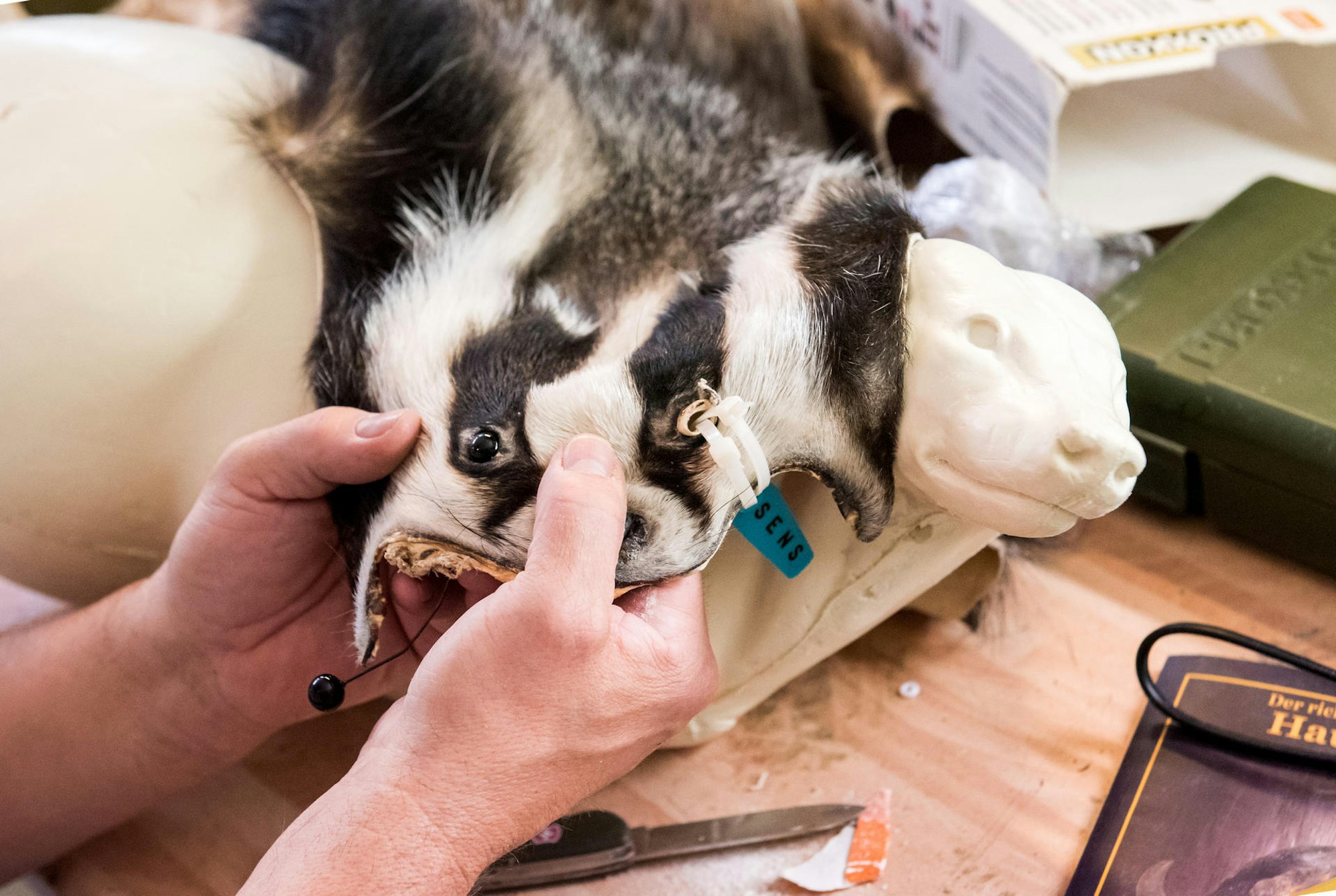 Ausgestopfter_Dachs_140619