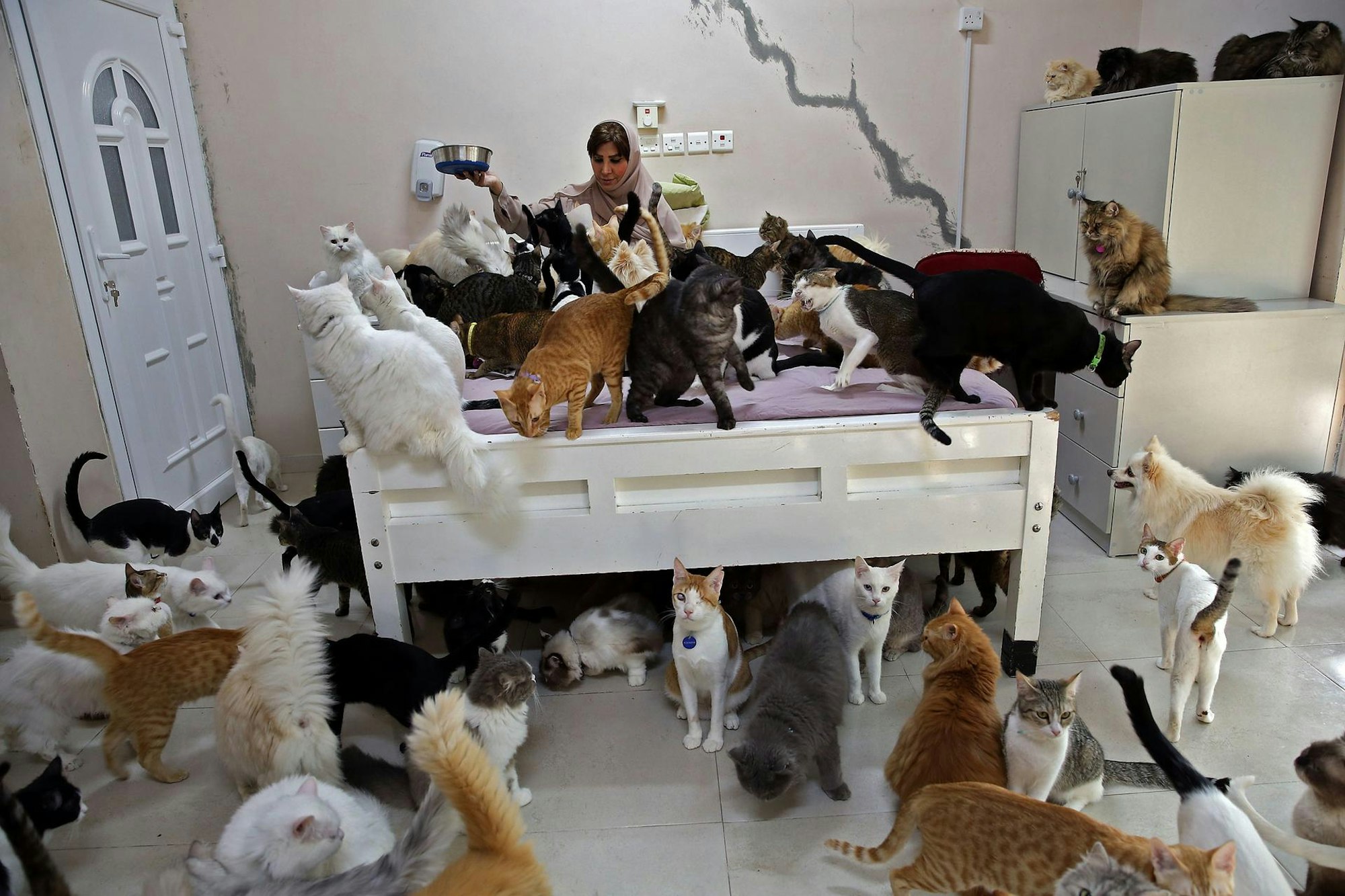 PANO Oman_Katzen1_251120