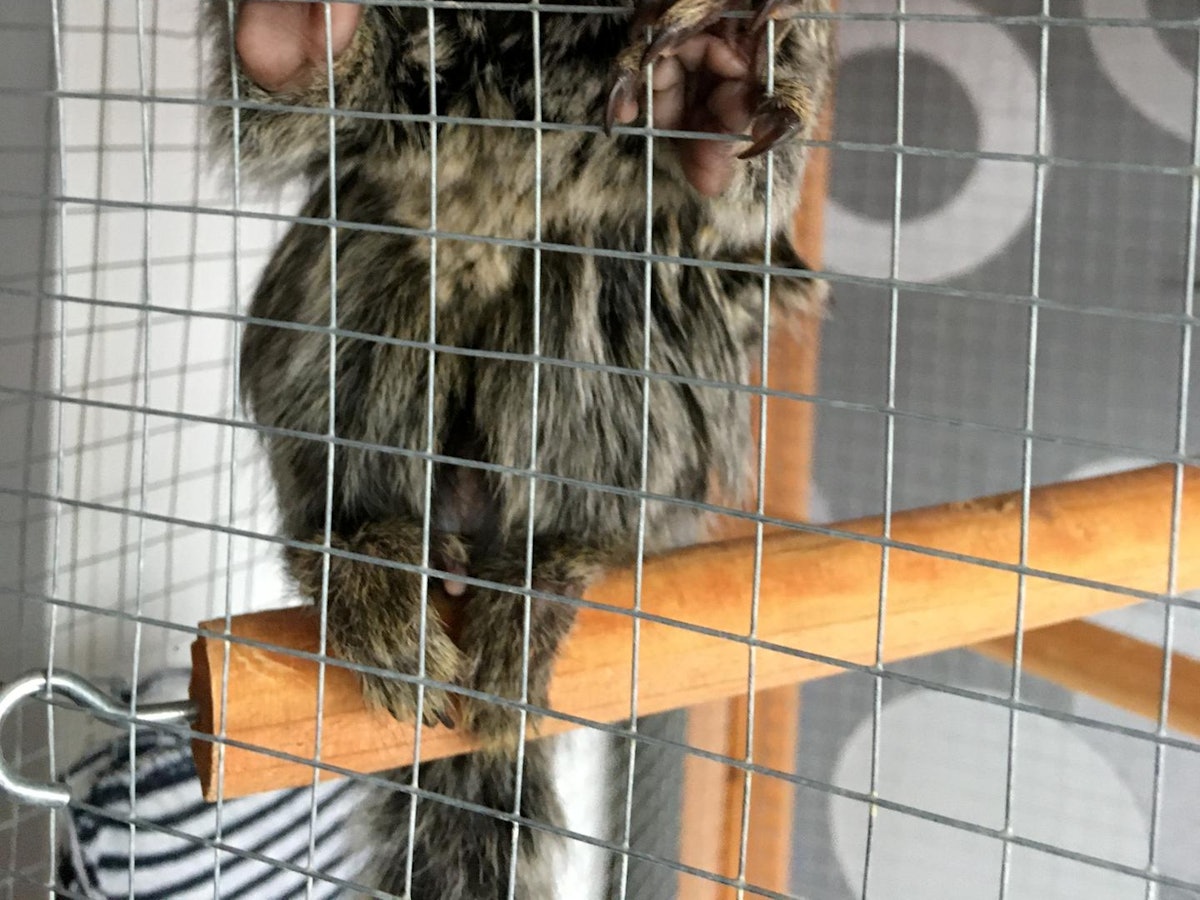 2020-09-Affe-Gucci-1292-c-PETA-D