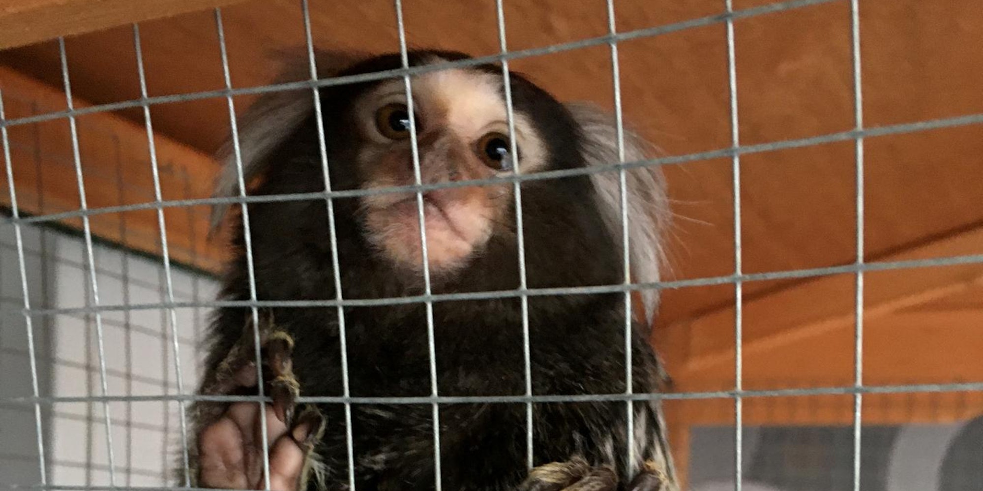 2020-09-Affe-Gucci-1292-c-PETA-D