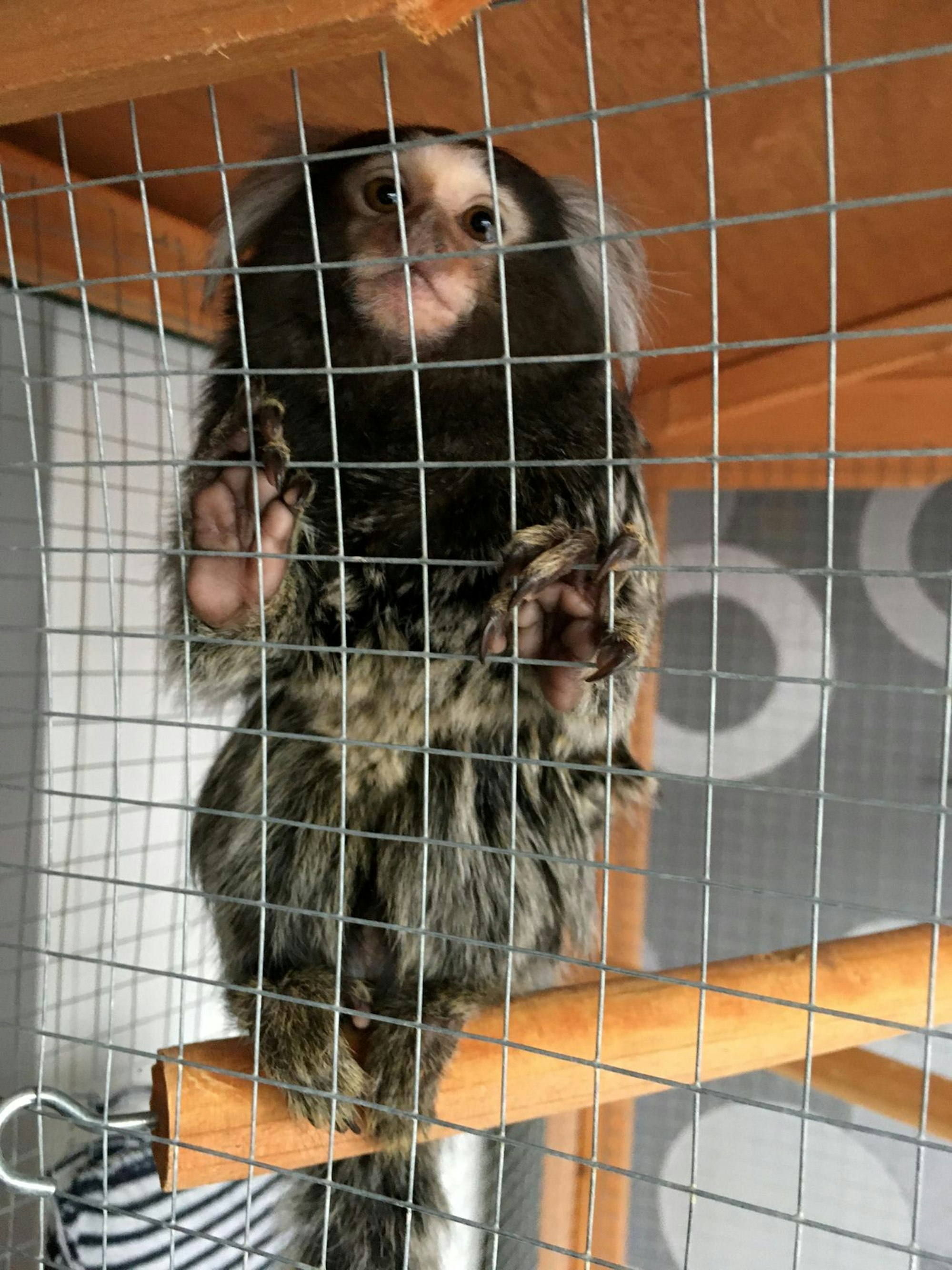 2020-09-Affe-Gucci-1292-c-PETA-D