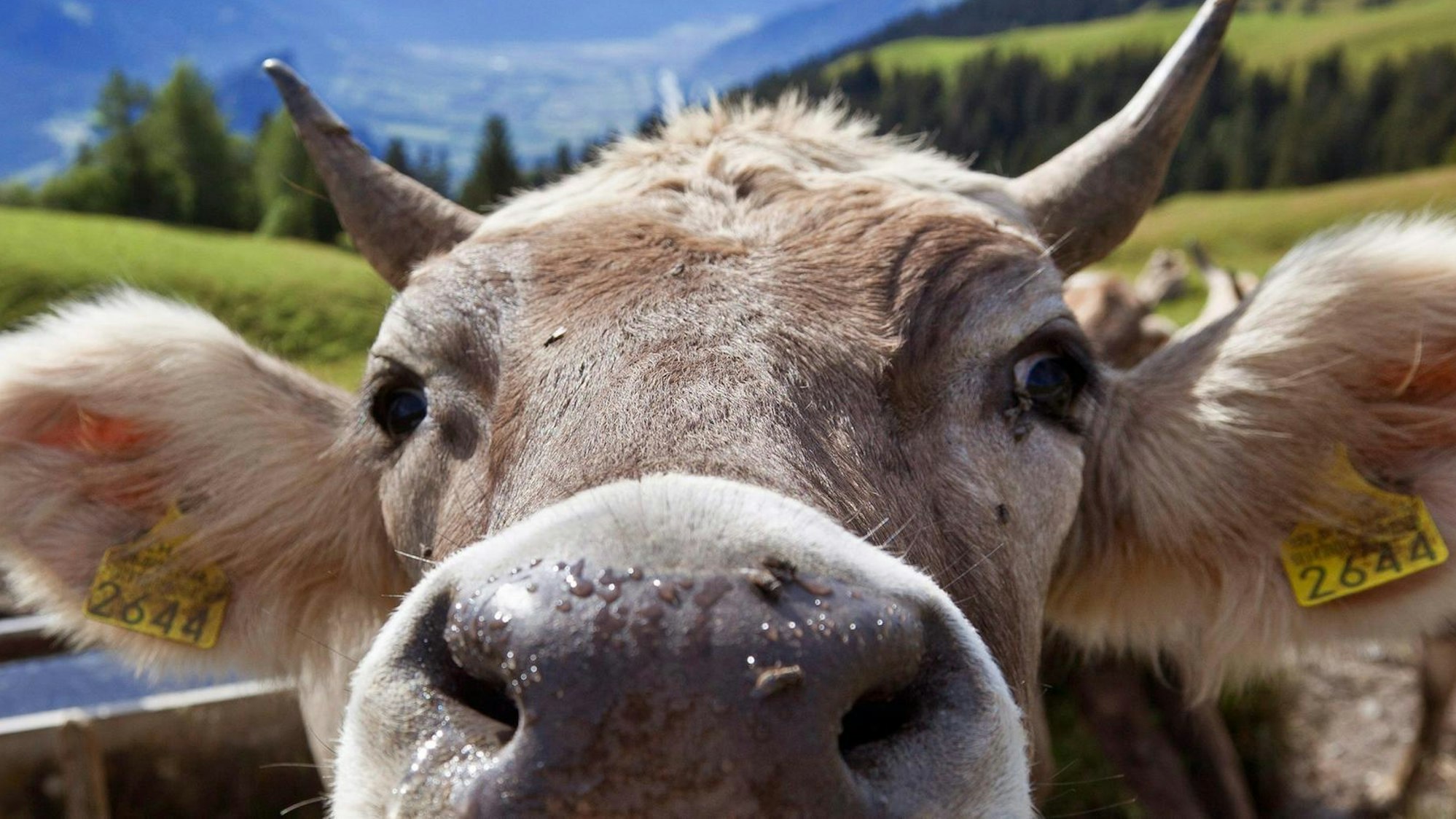 Eine Kuh auf einer Bergwiese in den Schweizer Alpen
