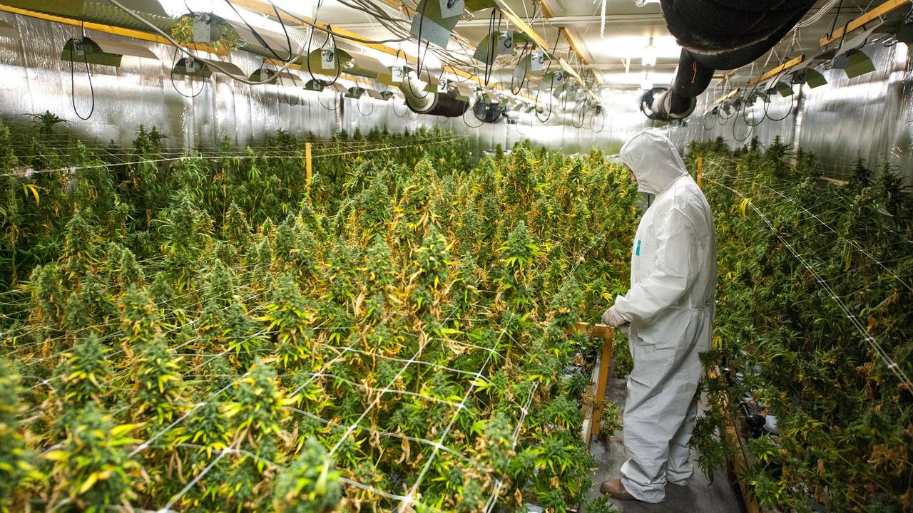 Cannabis (2)