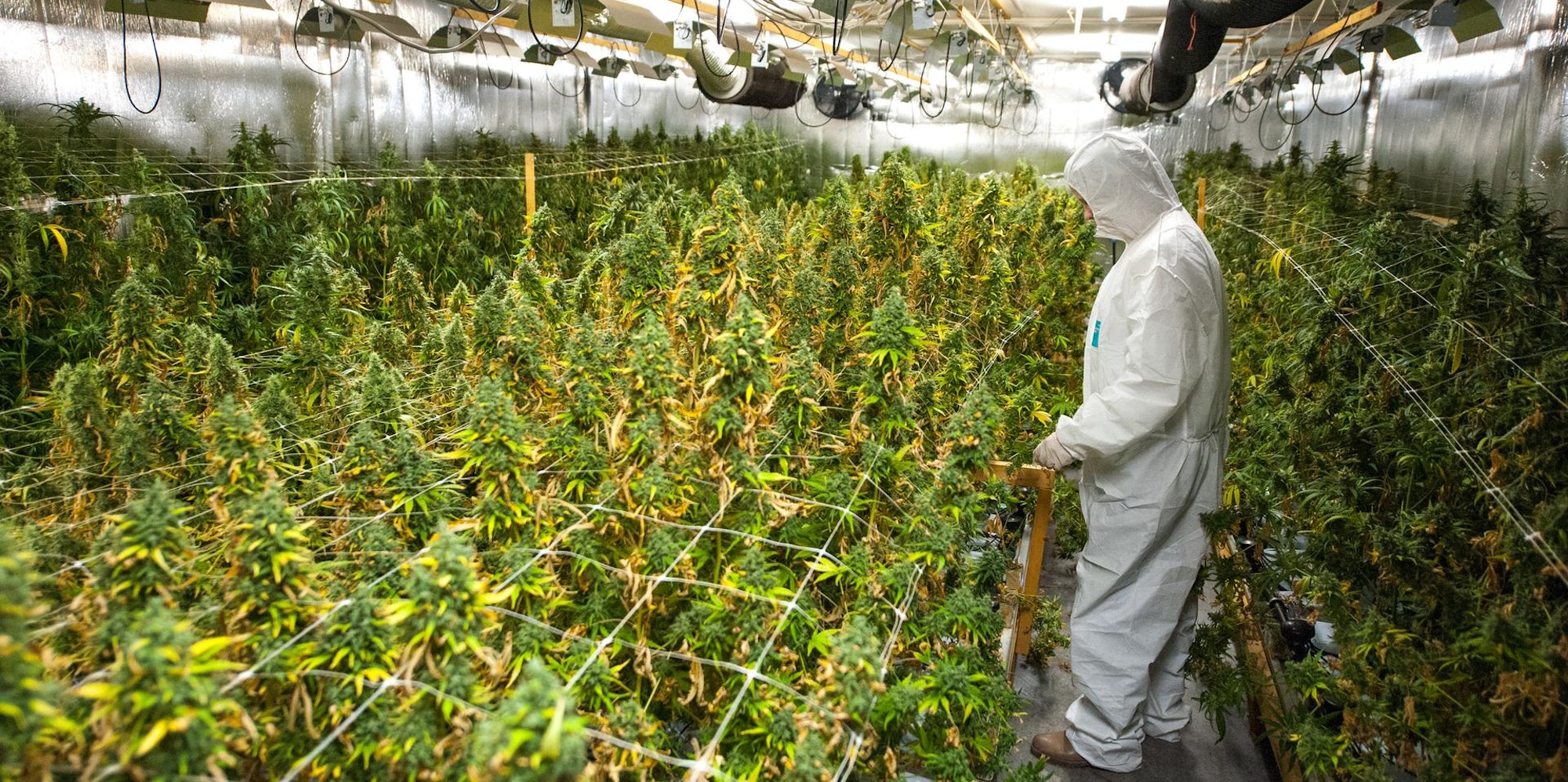 Cannabis (2)