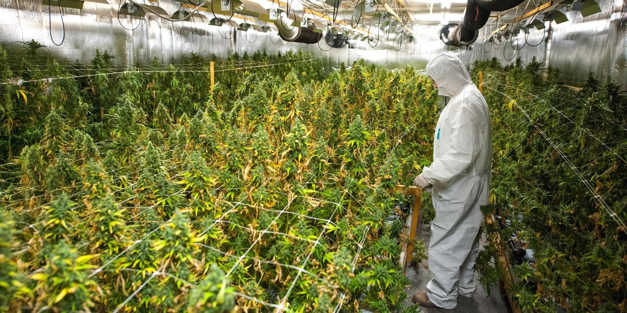 Cannabis (2)