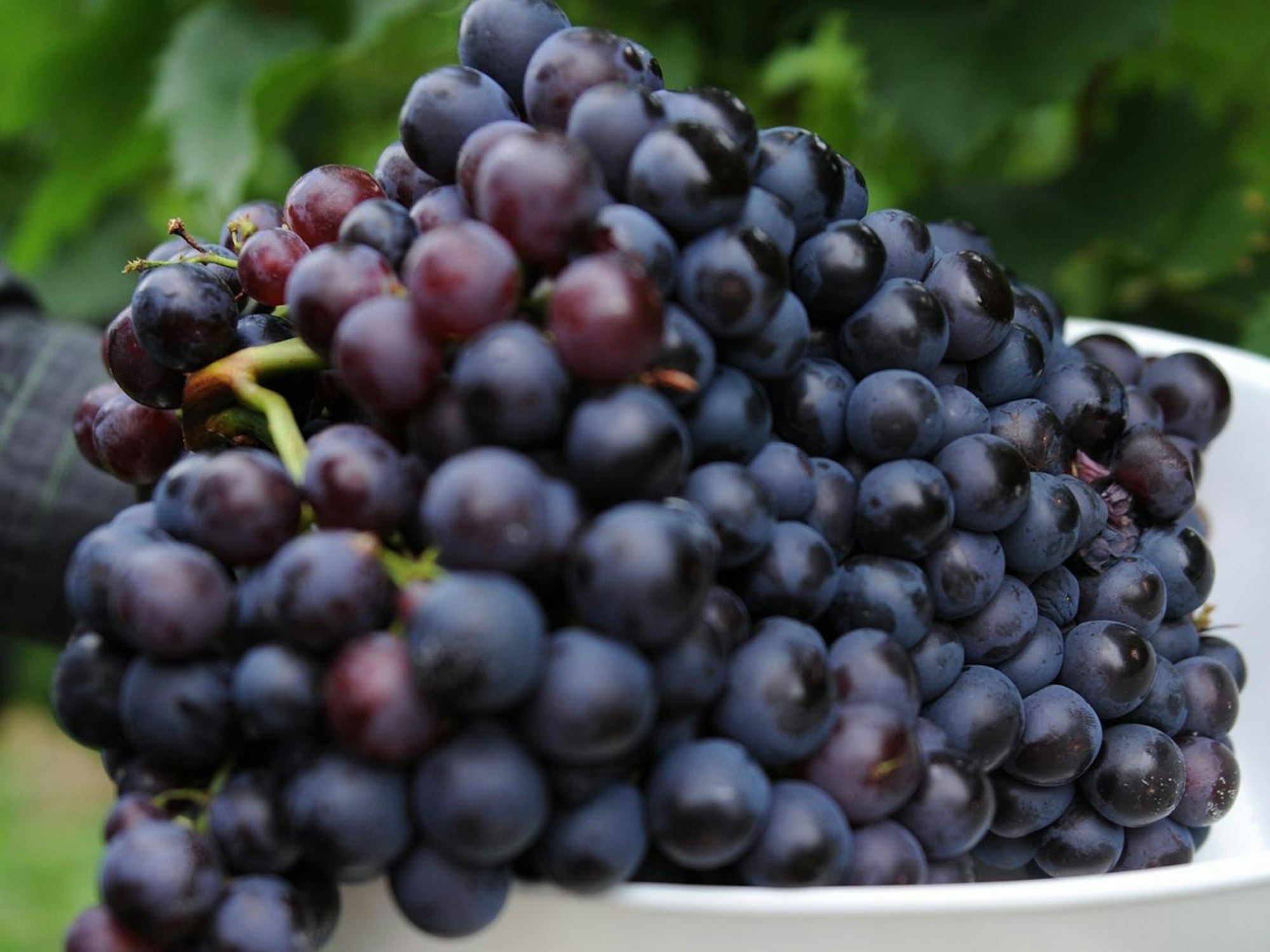 Dunkle Trauben der Sorte Crimson sind von dem Rückruf betroffen. Das undatierte Symbolbild zeigt Weintrauben nach der Ernte in Baden-Württemberg.
