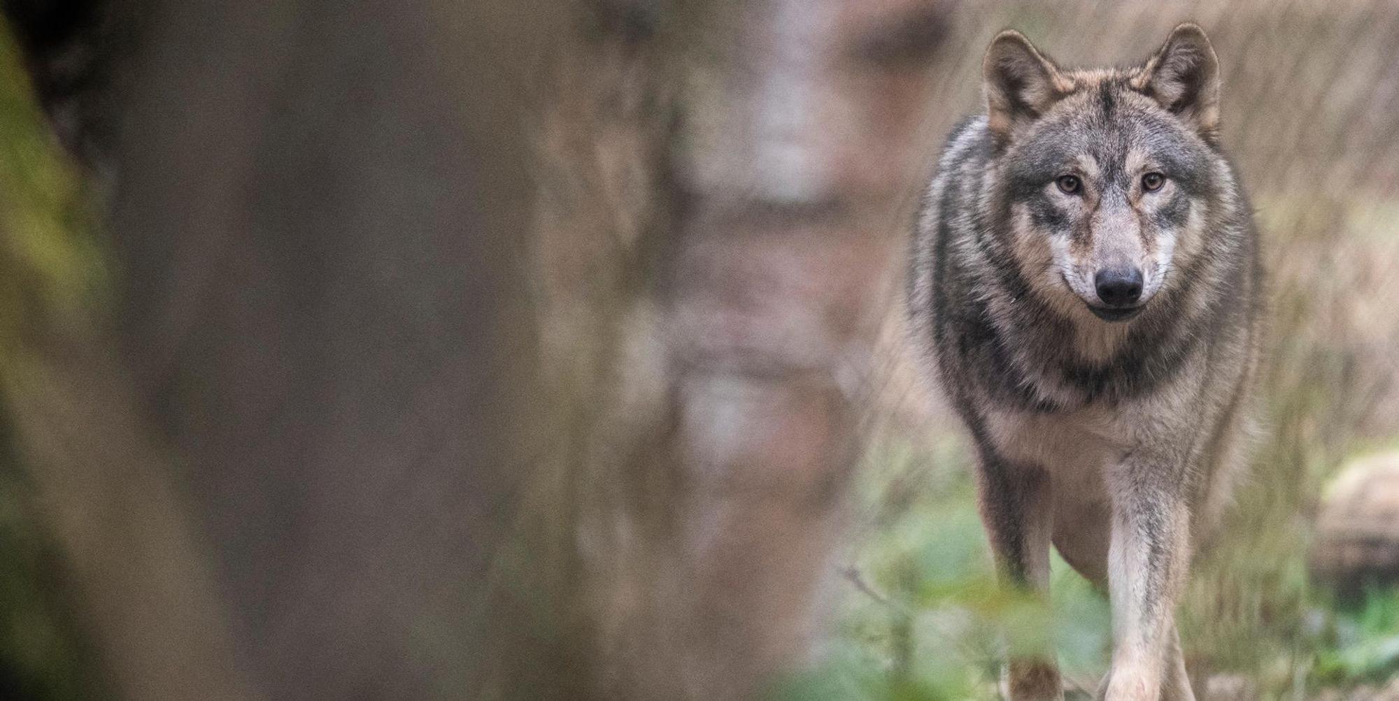 Wolf in Köln