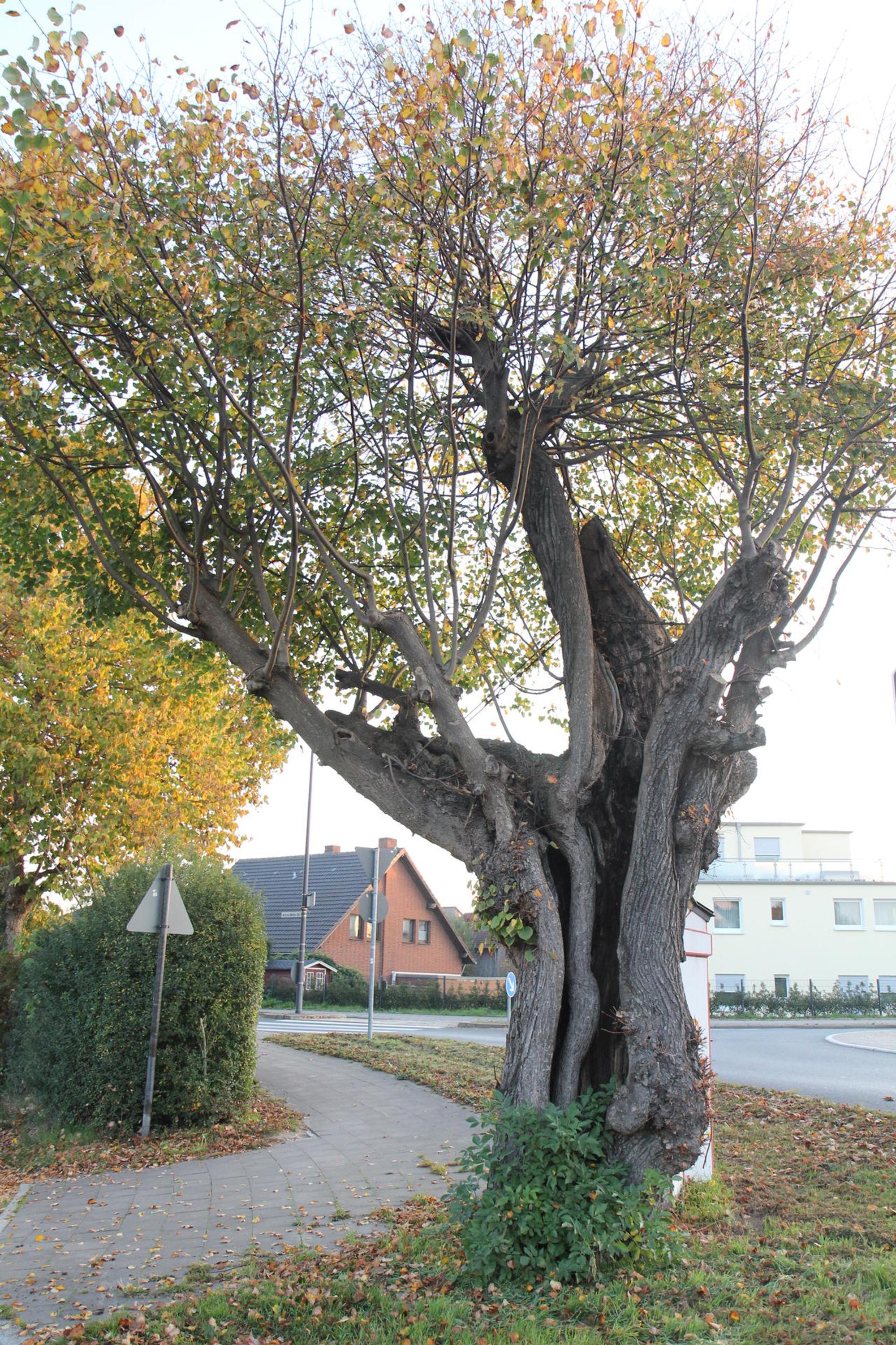 widdersdorf