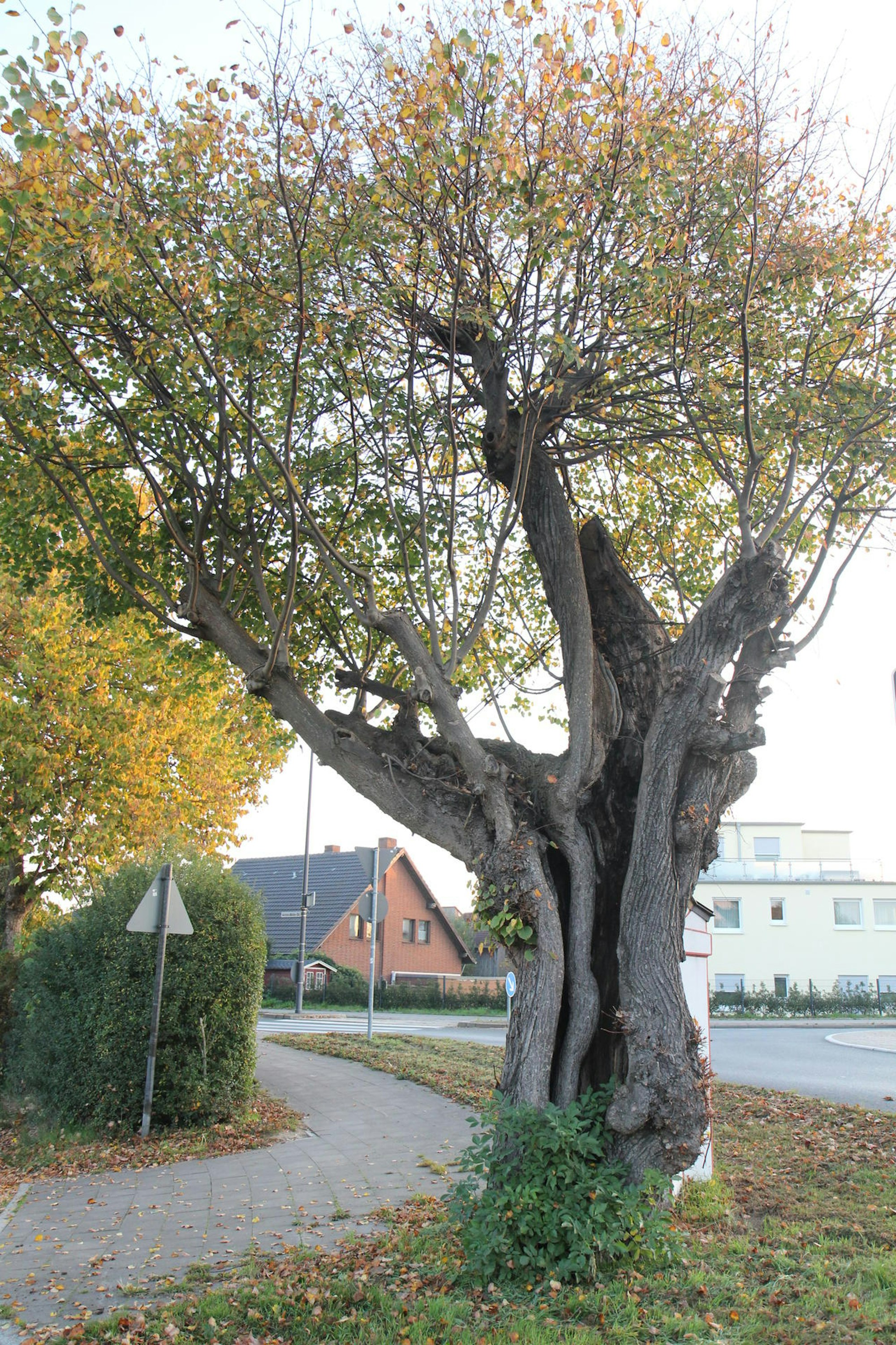 widdersdorf